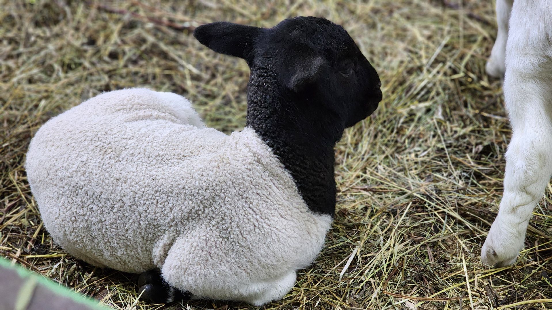 Руза, Кфх, сельское хозяйство, Дорперы,