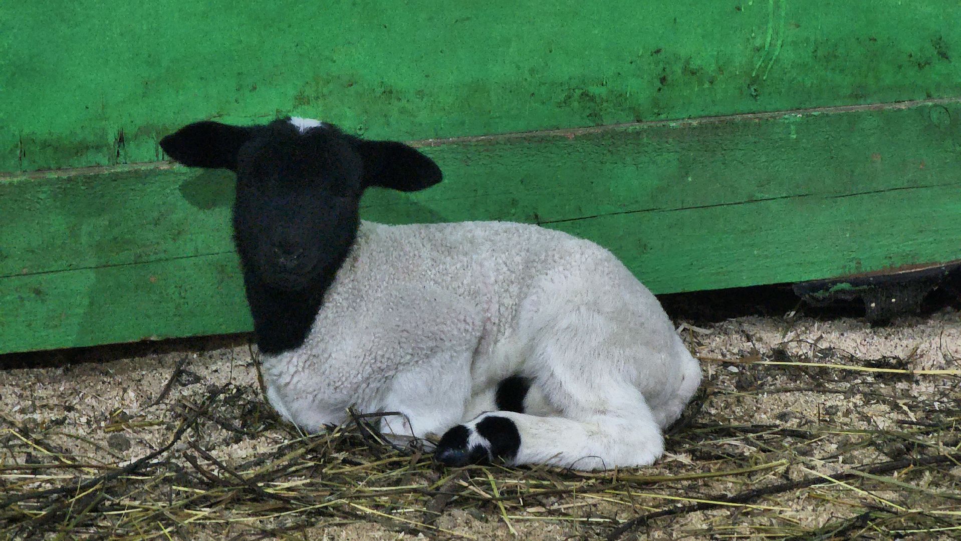 Руза, Кфх, сельское хозяйство, Дорперы,