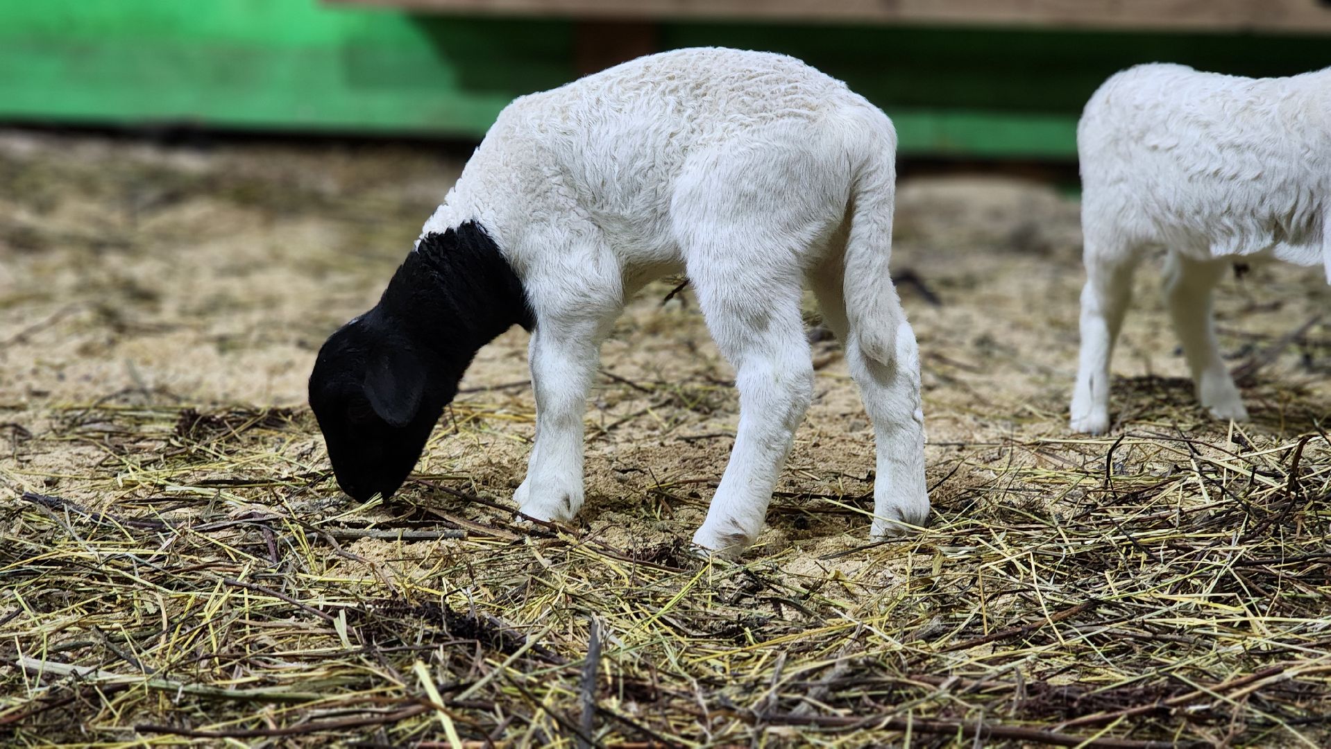 Руза, Кфх, сельское хозяйство, Дорперы,