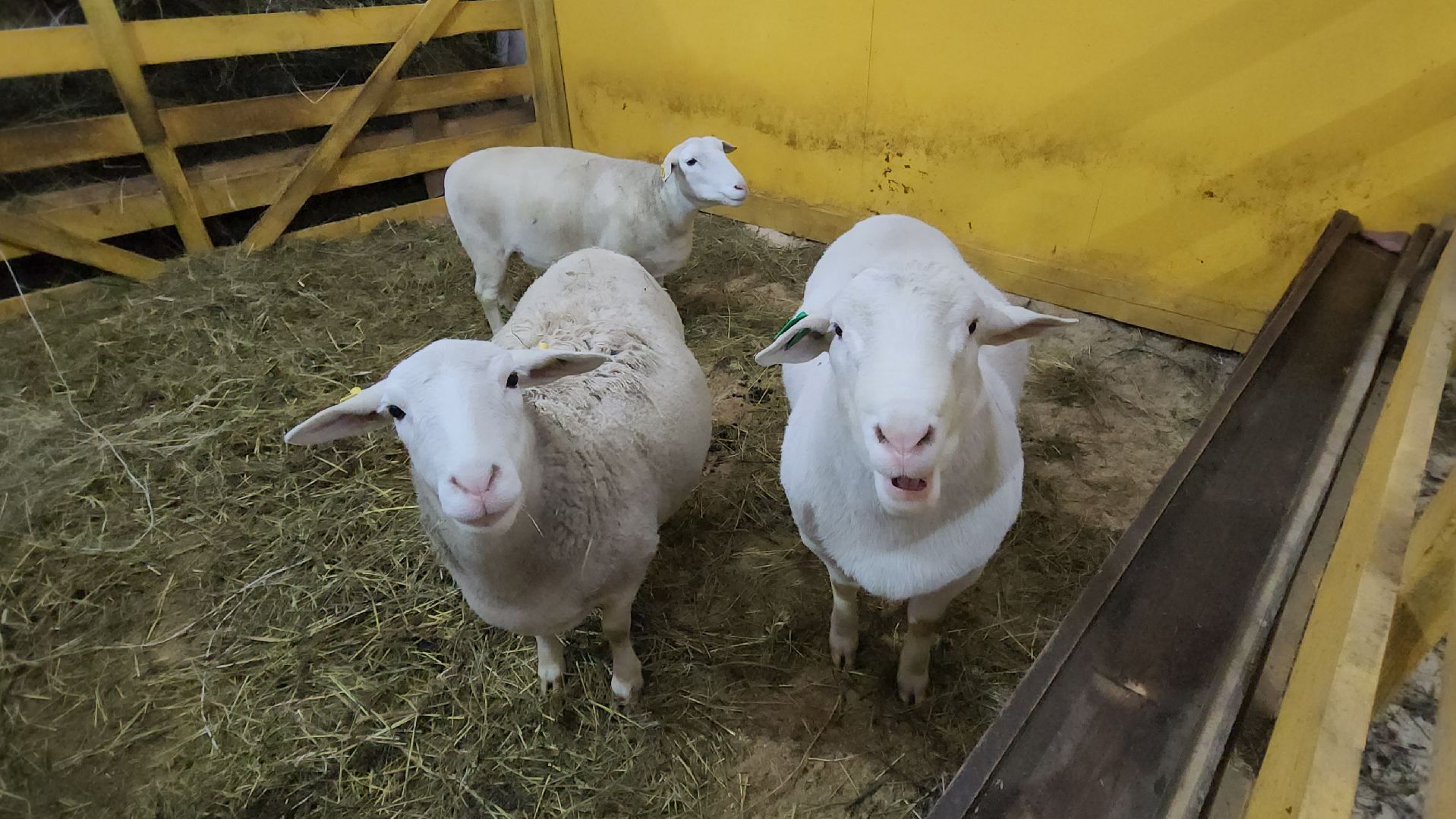 Руза, Кфх, сельское хозяйство, Дорперы,