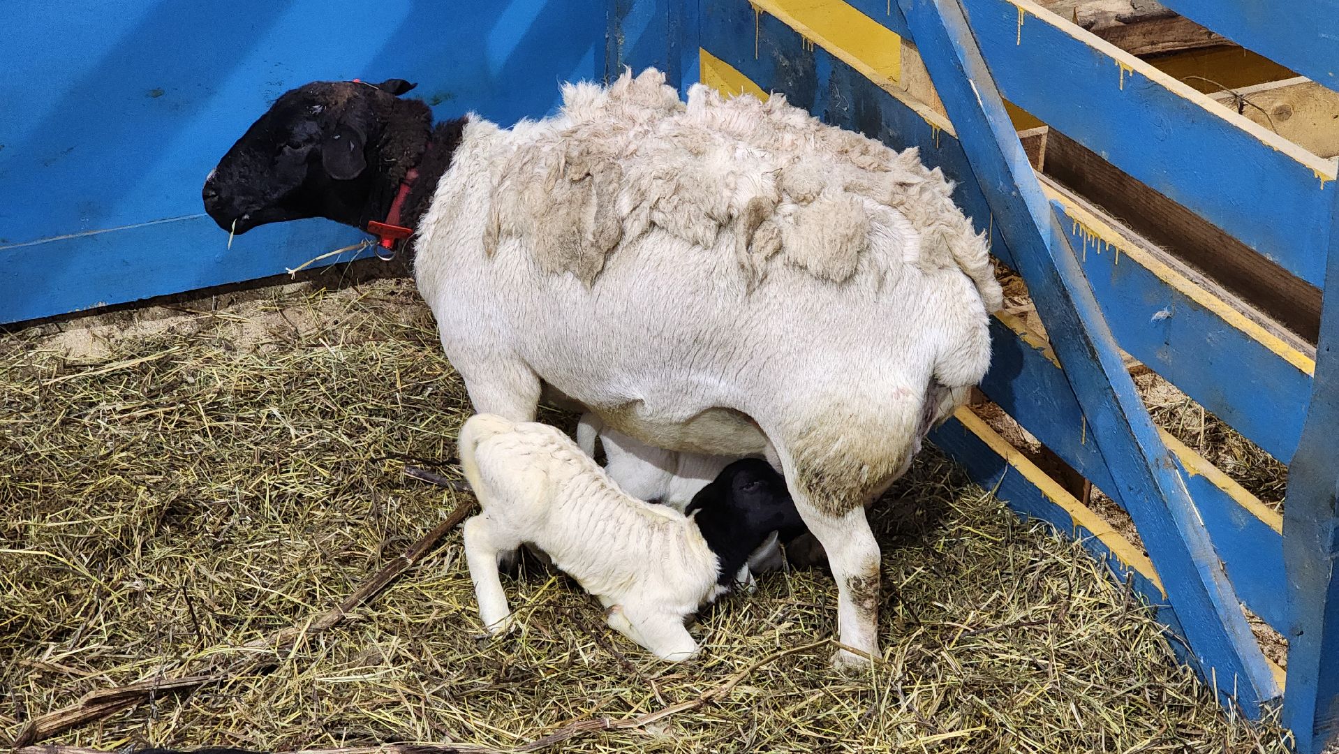 Руза, Кфх, сельское хозяйство, Дорперы,