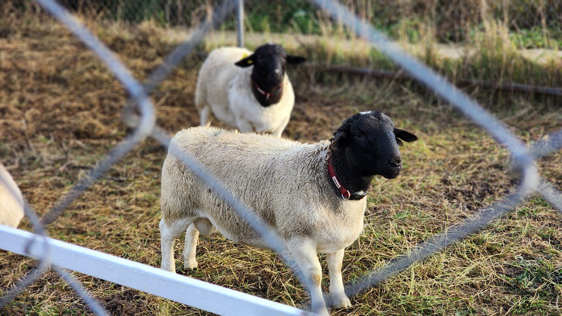 Руза, Кфх, сельское хозяйство, Дорперы,