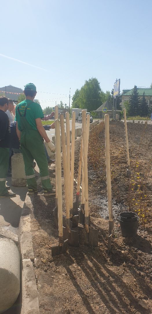 Долопрудный, Лес Победы, кустарники, саженцы