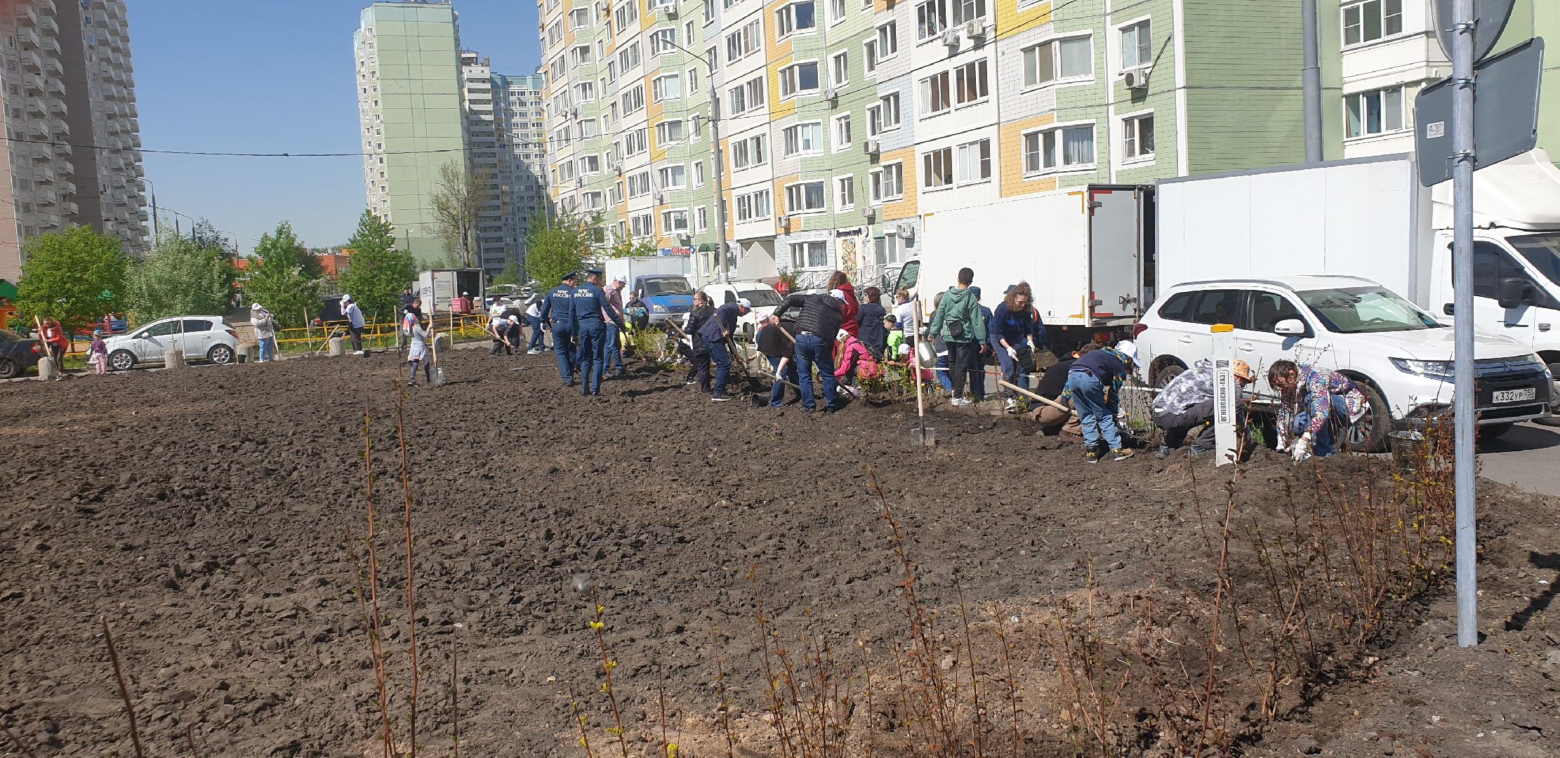 Долопрудный, Лес Победы, кустарники, саженцы