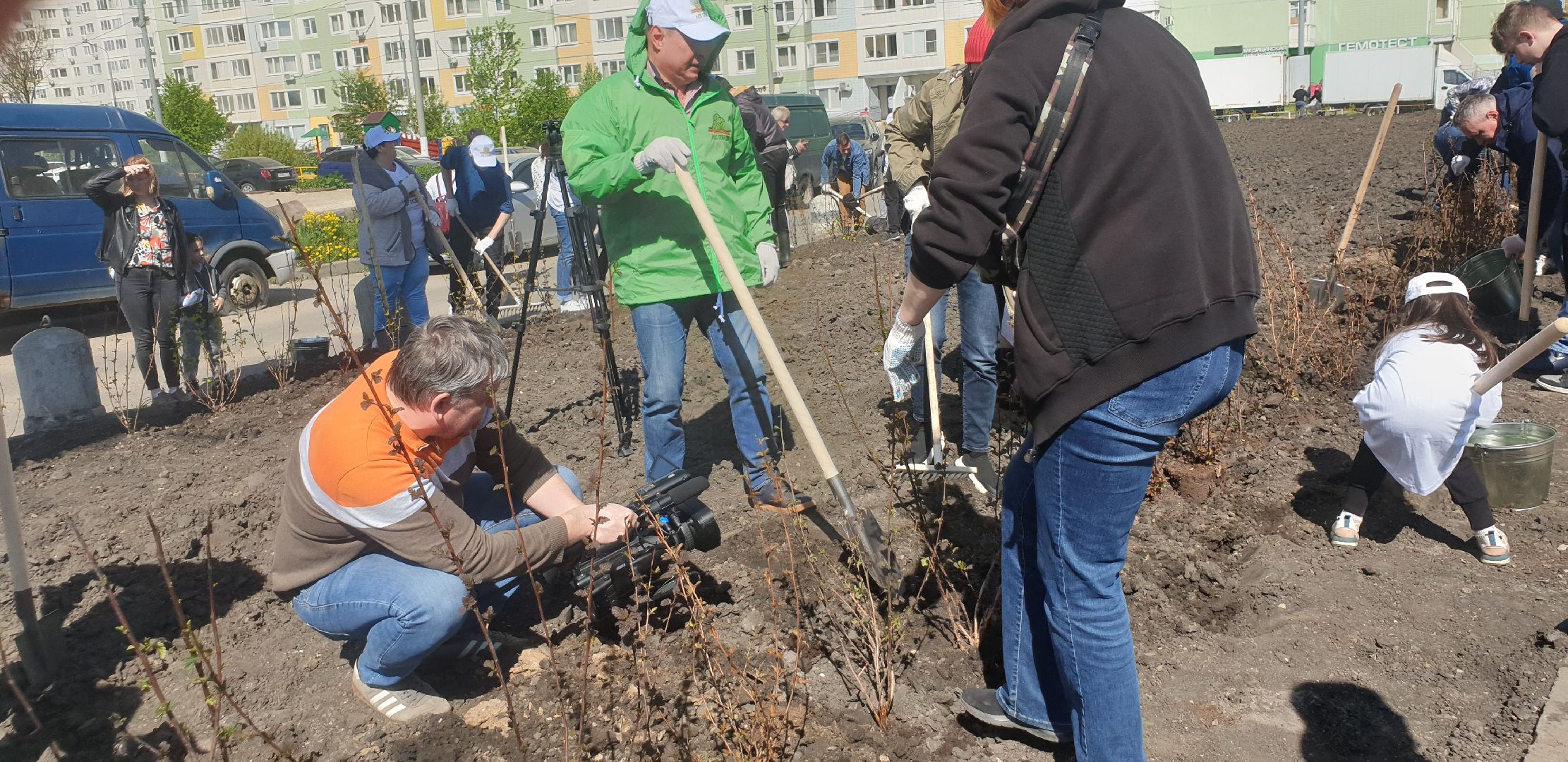 Долопрудный, Лес Победы, кустарники, саженцы