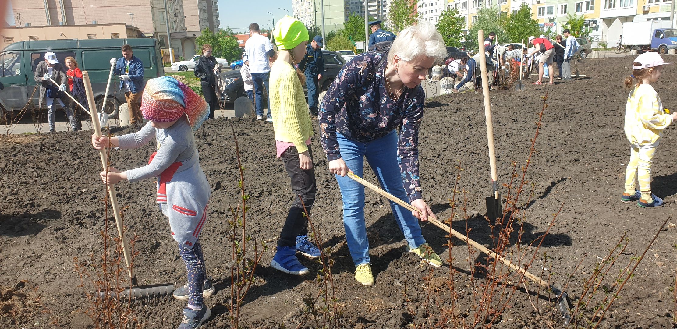 Долопрудный, Лес Победы, кустарники, саженцы