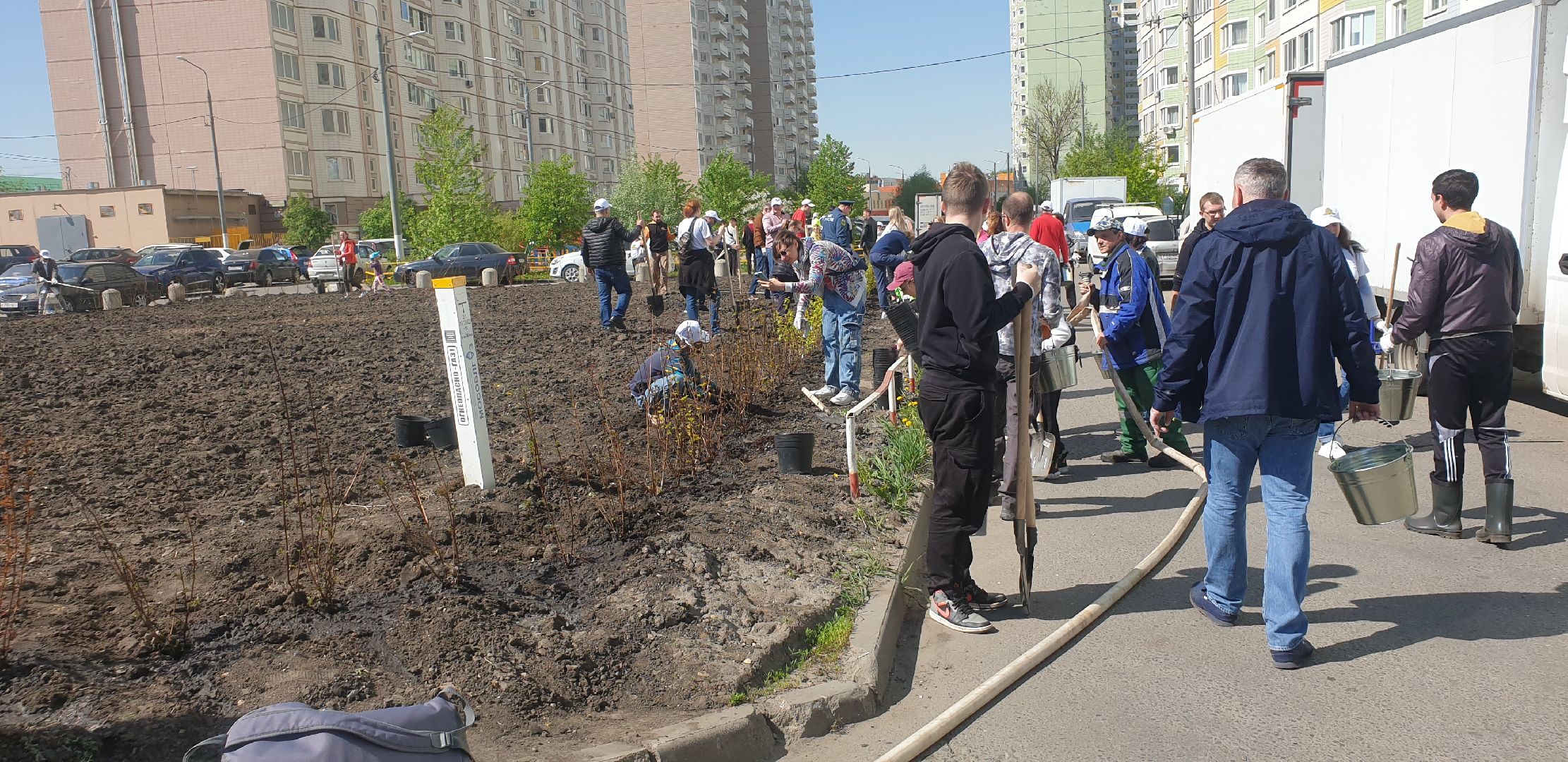 Долопрудный, Лес Победы, кустарники, саженцы