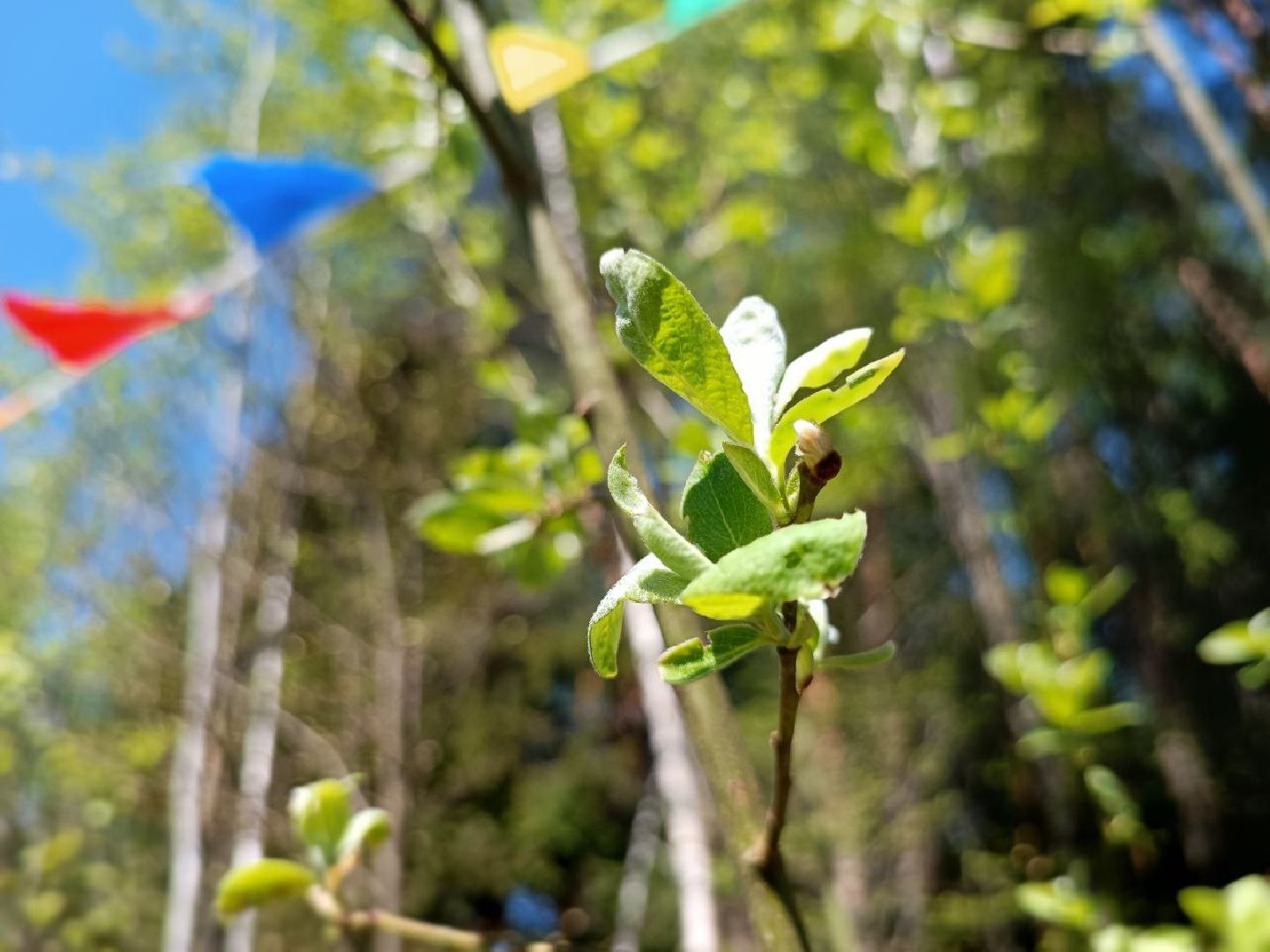 Можайск, Можайский городской округ, Подмосковье, Лес Победы, акция, День Победы