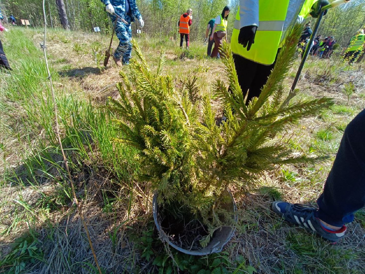 Можайск, Можайский городской округ, Подмосковье, Лес Победы, акция, День Победы