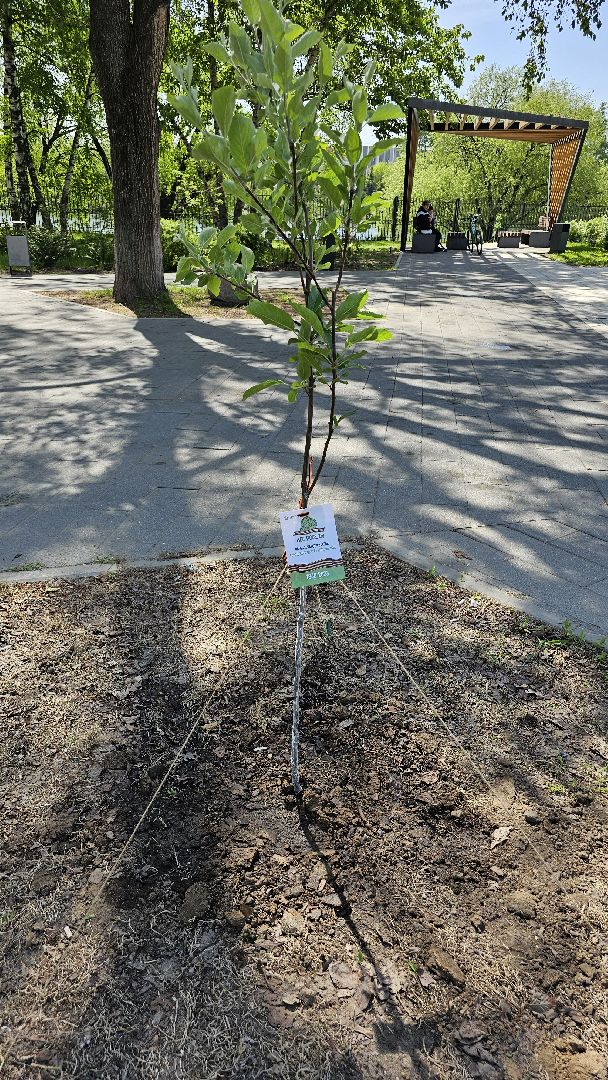 Лес Победы, экология, саженцы, Котельники