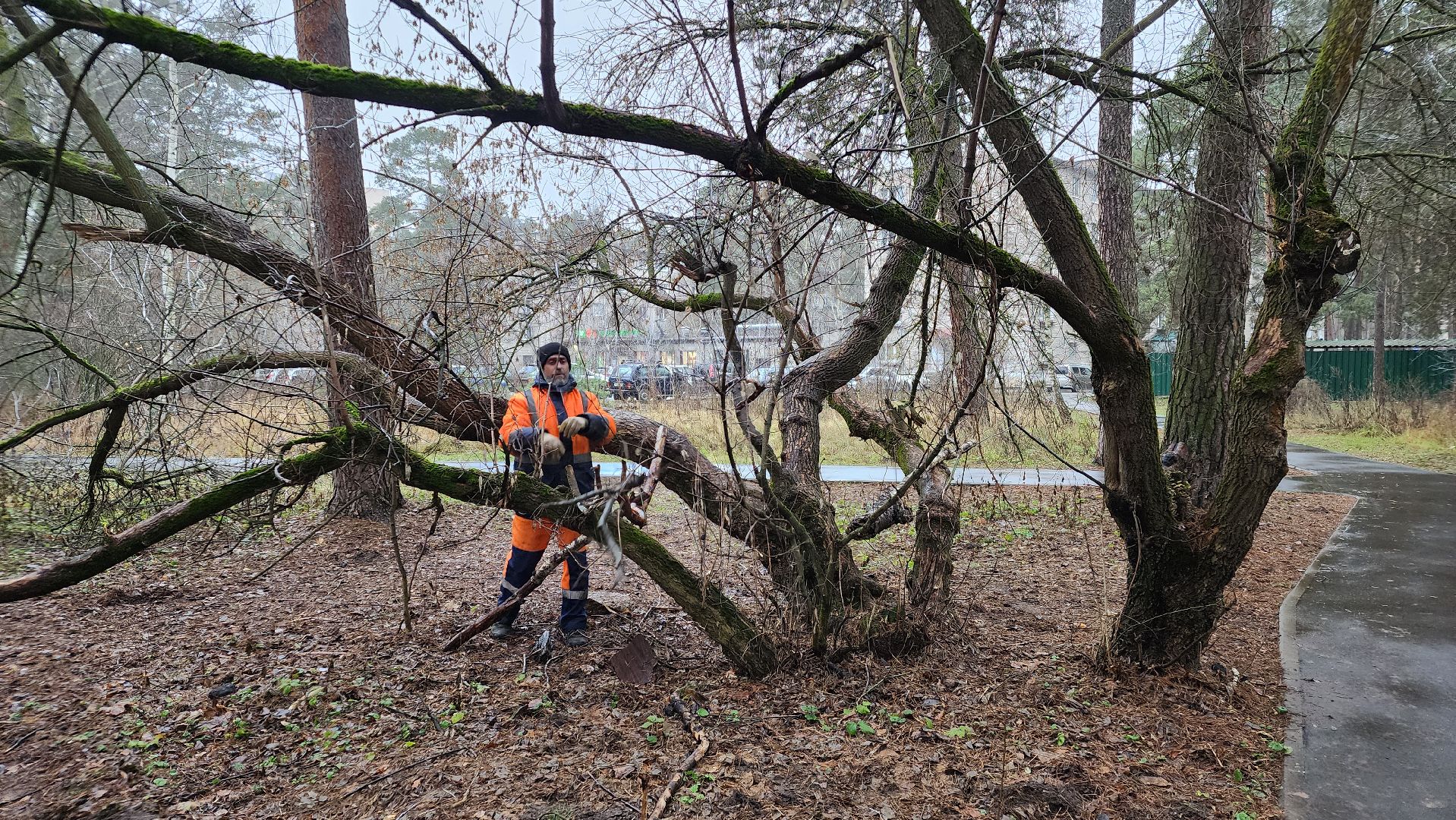 протвино, комбинат благоустройства, городской лес,