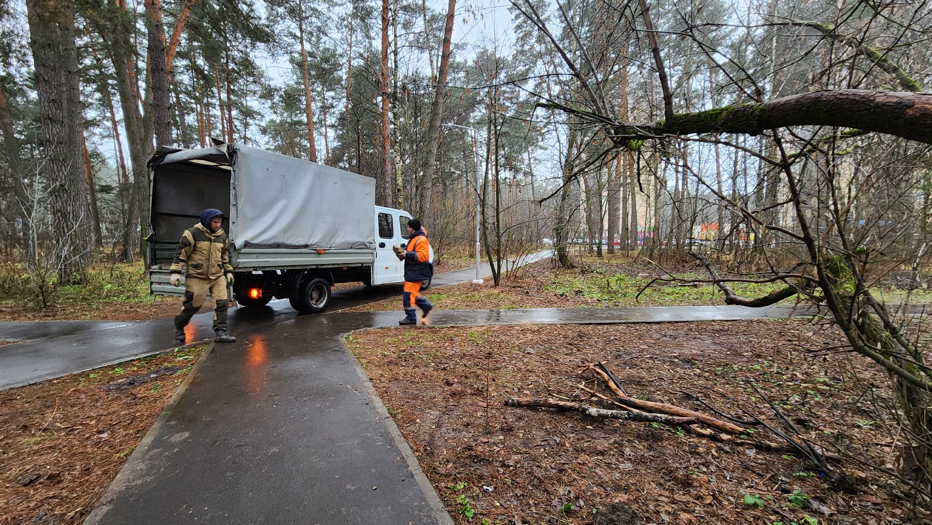 протвино, комбинат благоустройства, городской лес,