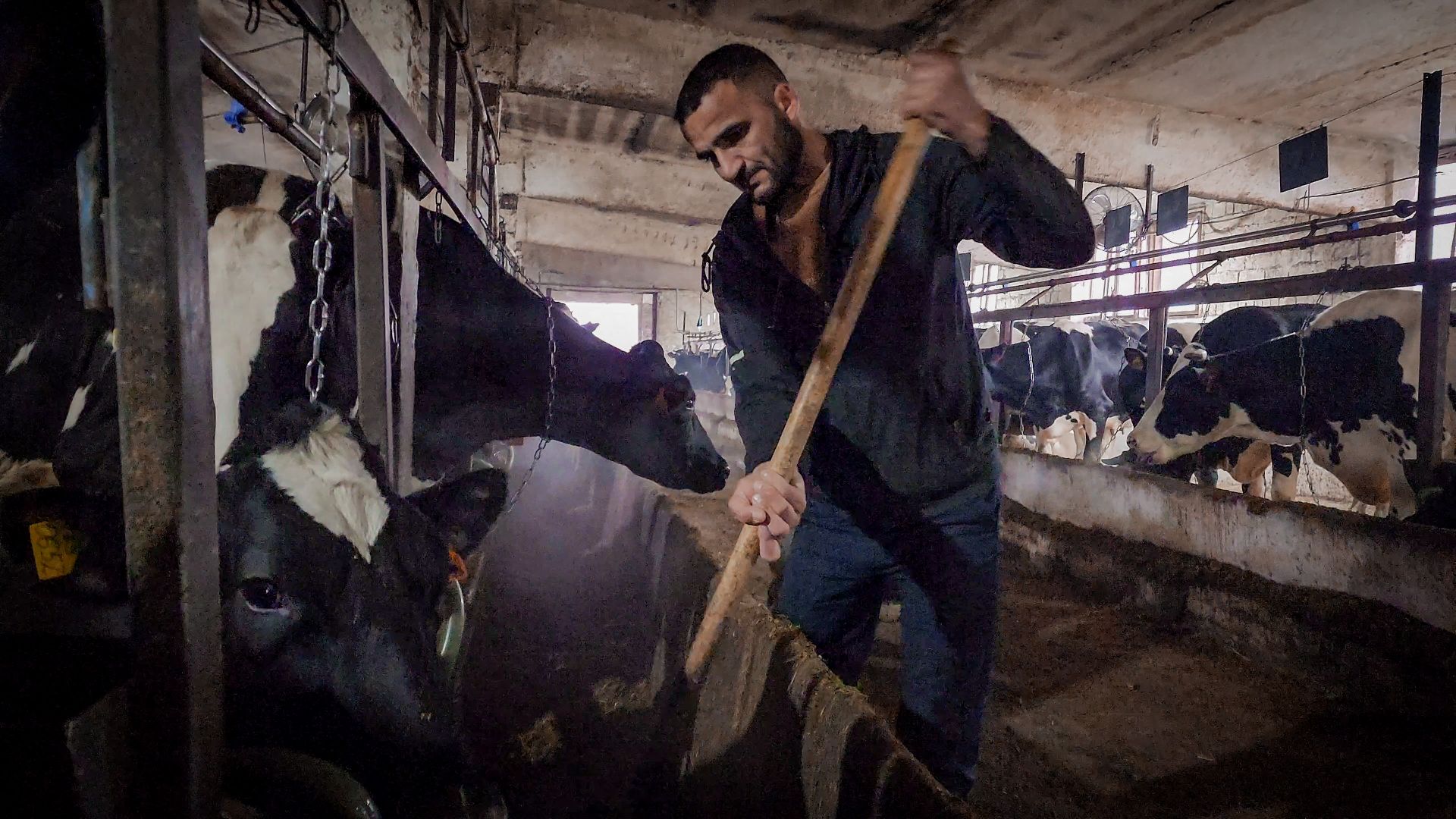 бронницы, сельское хозяйство, зимнее содержание коров в бронницах,