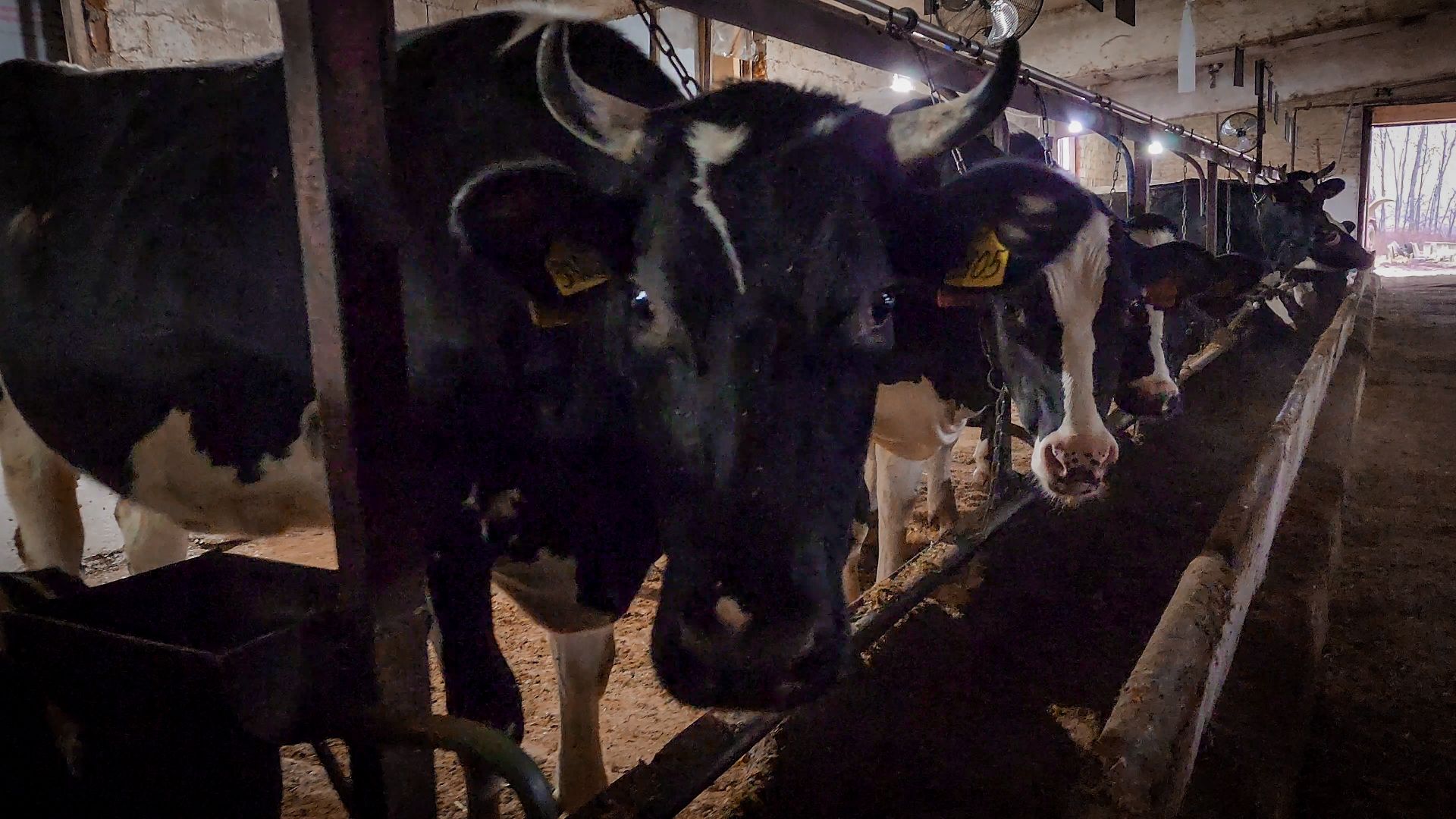 бронницы, сельское хозяйство, зимнее содержание коров в бронницах,