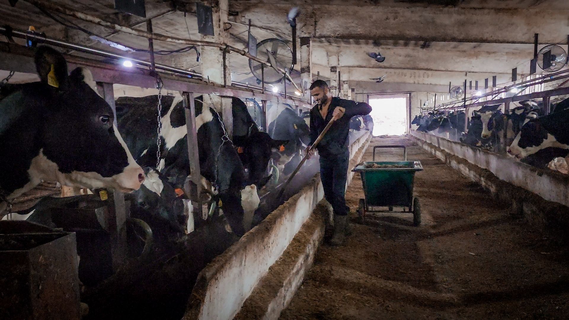 бронницы, сельское хозяйство, зимнее содержание коров в бронницах,