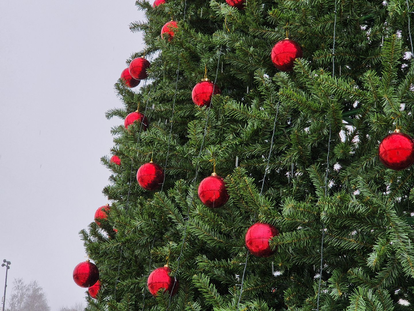 новогодняя елка, ликино-дулево, орехово-зуевский округ,