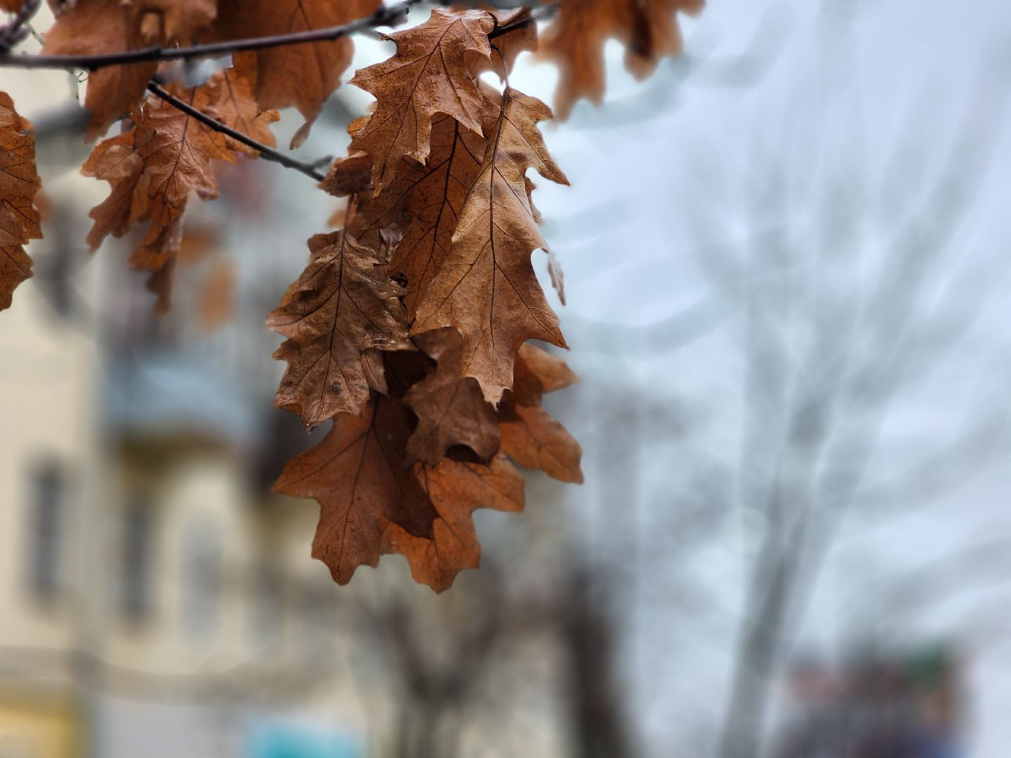 общественный транспорт, расписание общественного транспорта, автобус, старая купавна, богородский городской округ,