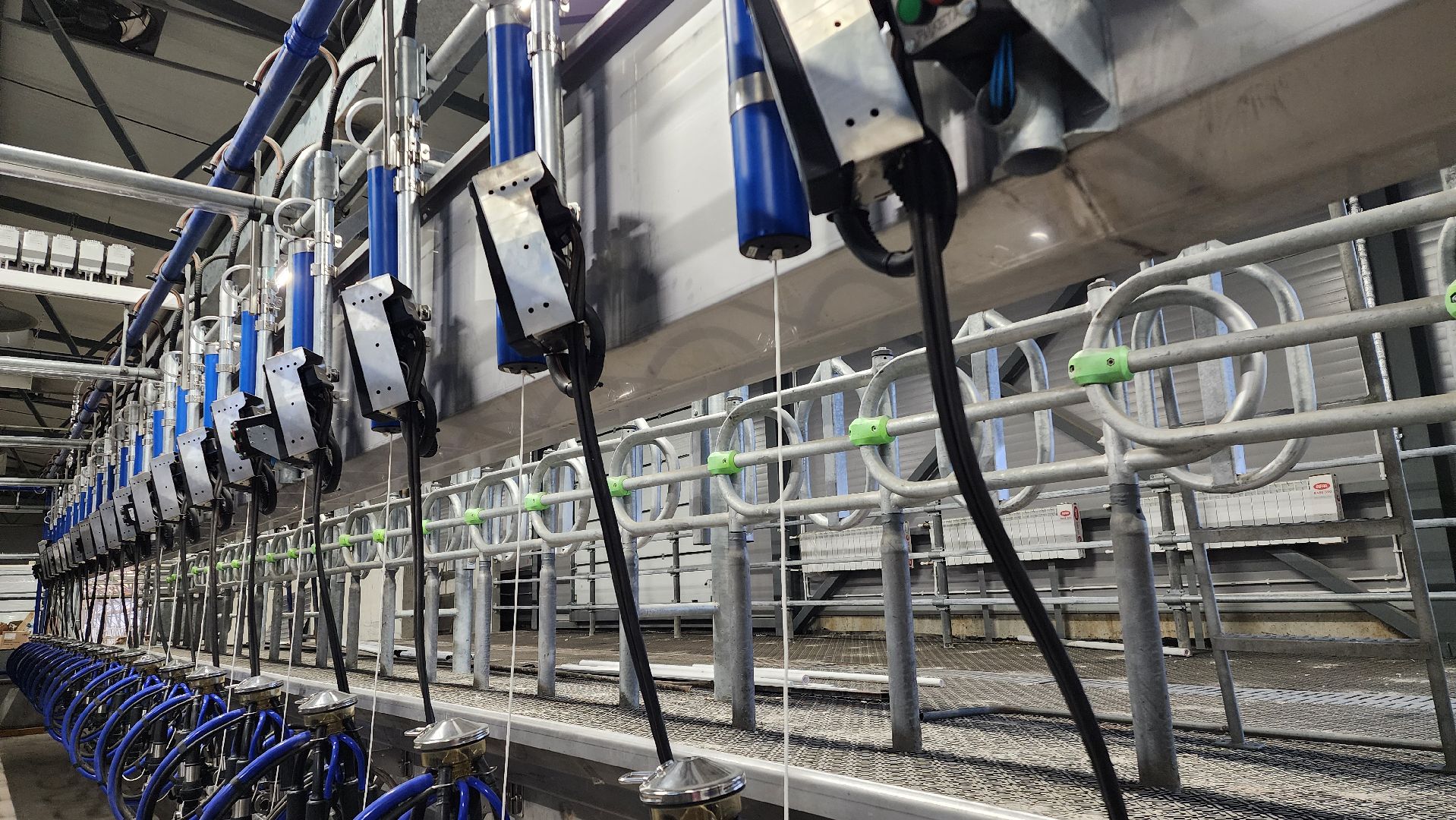 ферма, повадино, племзавод, домодедово, сельское хозяйство, строительство, новая ферма, корова,  надой , удой,