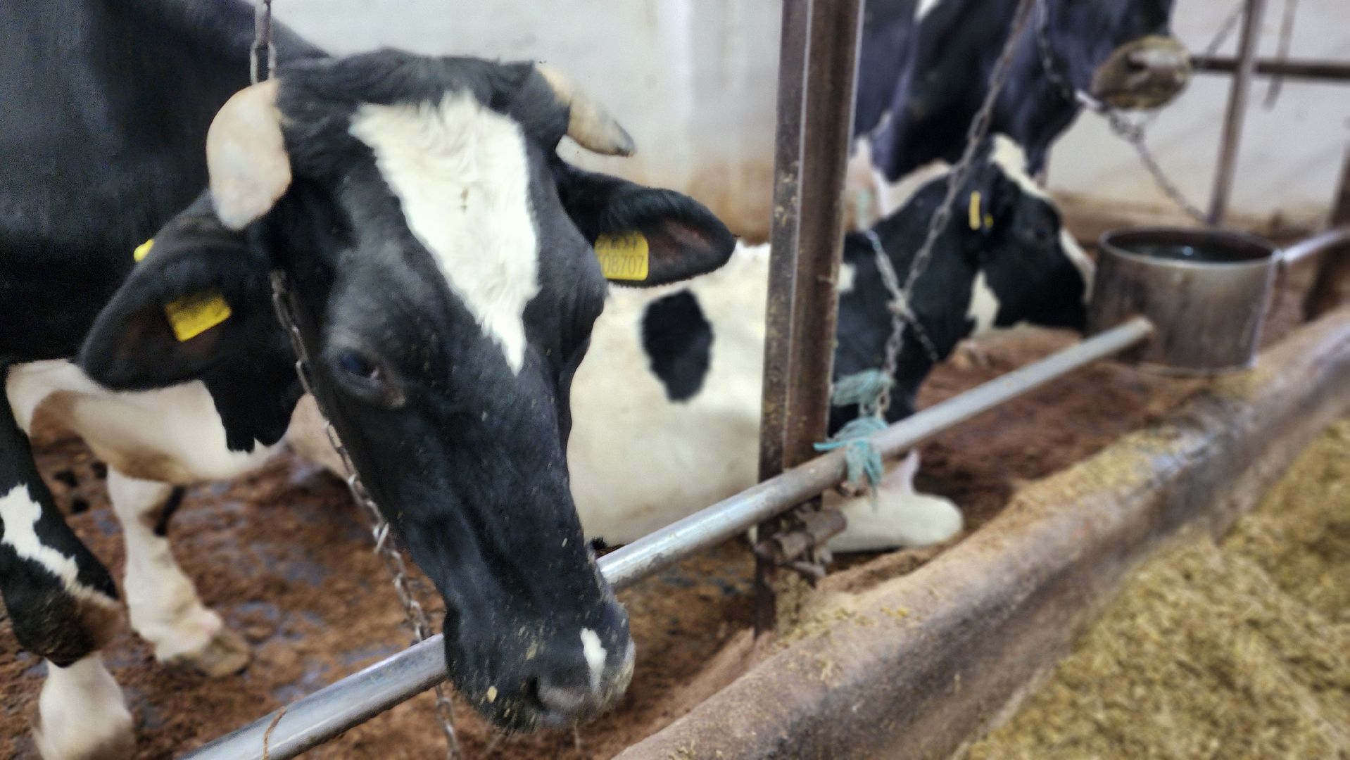 ферма, повадино, племзавод, домодедово, сельское хозяйство, строительство, новая ферма, корова,  надой , удой,