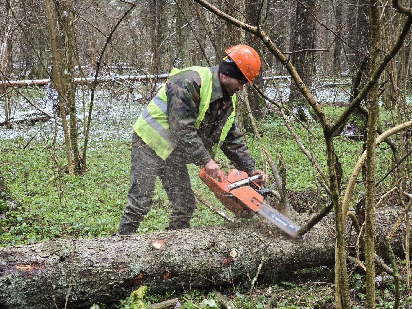 можайск, можайский муниципальный округ, подмосковье, экология,  мособллес, бородинское лесничество, санитарные рубки,