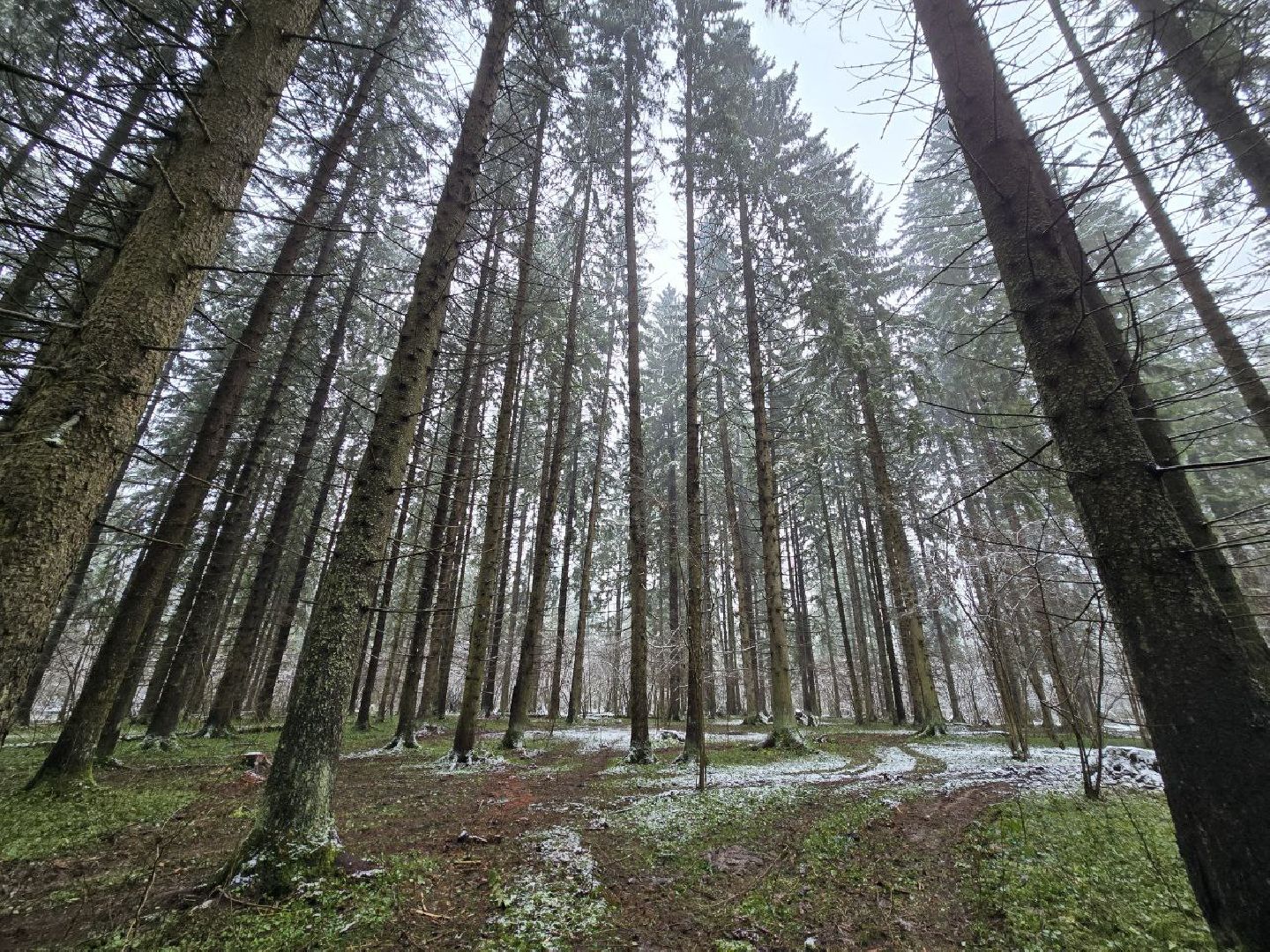 можайск, можайский муниципальный округ, подмосковье, экология,  мособллес, бородинское лесничество, санитарные рубки,