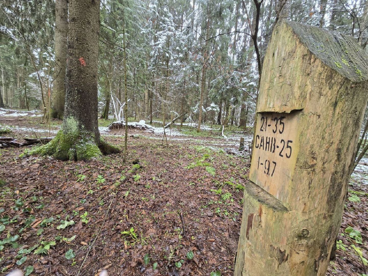можайск, можайский муниципальный округ, подмосковье, экология,  мособллес, бородинское лесничество, санитарные рубки,