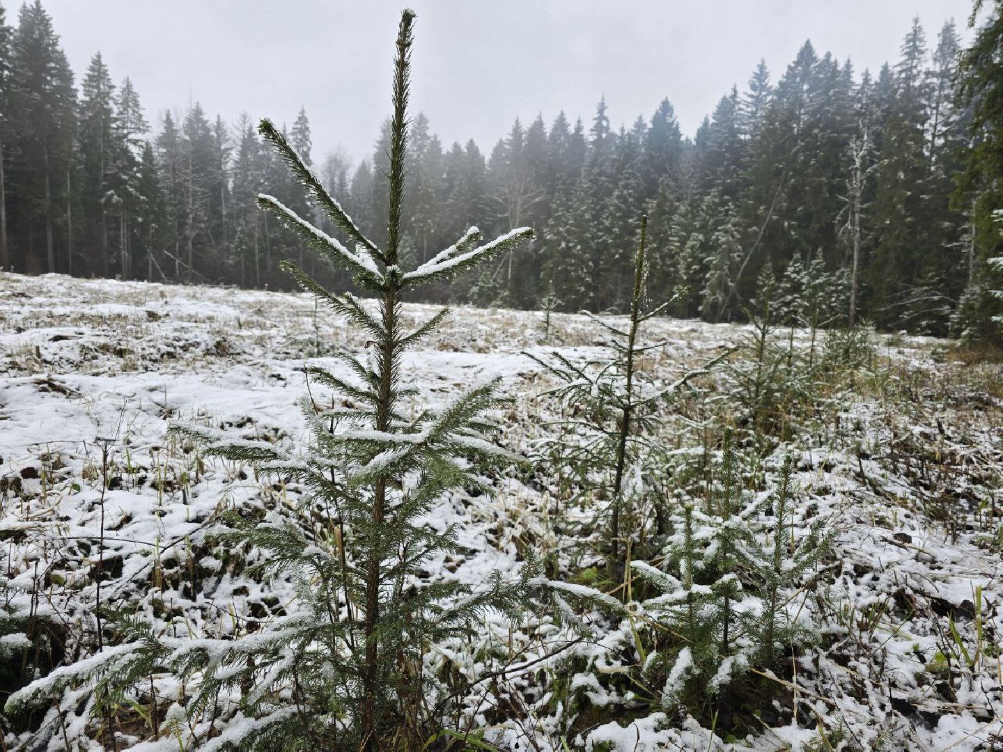 можайск, можайский муниципальный округ, подмосковье, экология,  мособллес, бородинское лесничество, санитарные рубки,