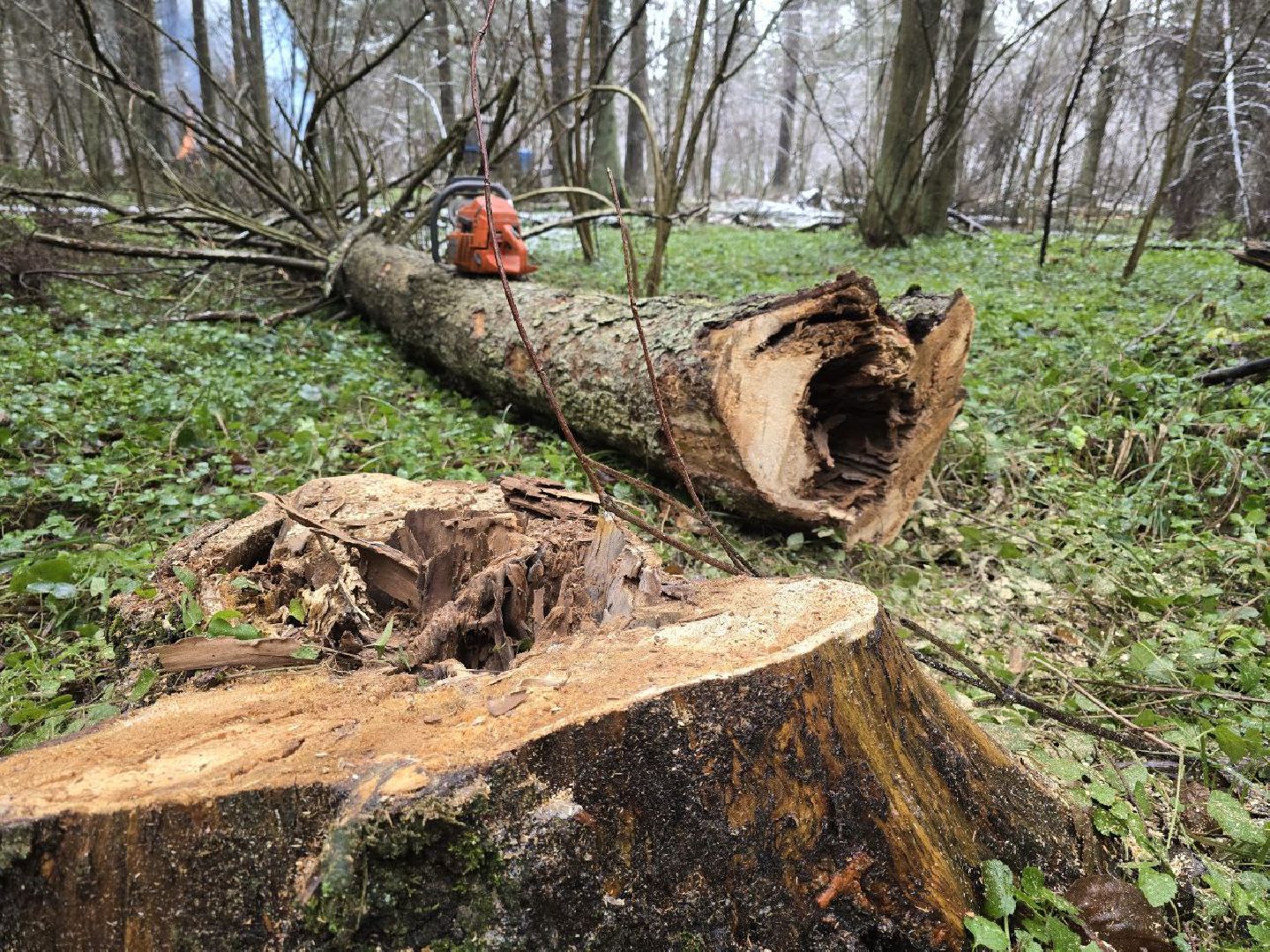можайск, можайский муниципальный округ, подмосковье, экология,  мособллес, бородинское лесничество, санитарные рубки,