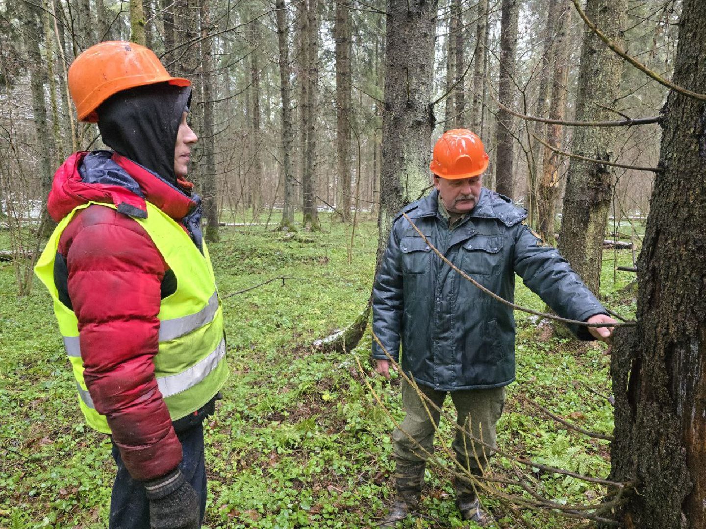 можайск, можайский муниципальный округ, подмосковье, экология,  мособллес, бородинское лесничество, санитарные рубки,