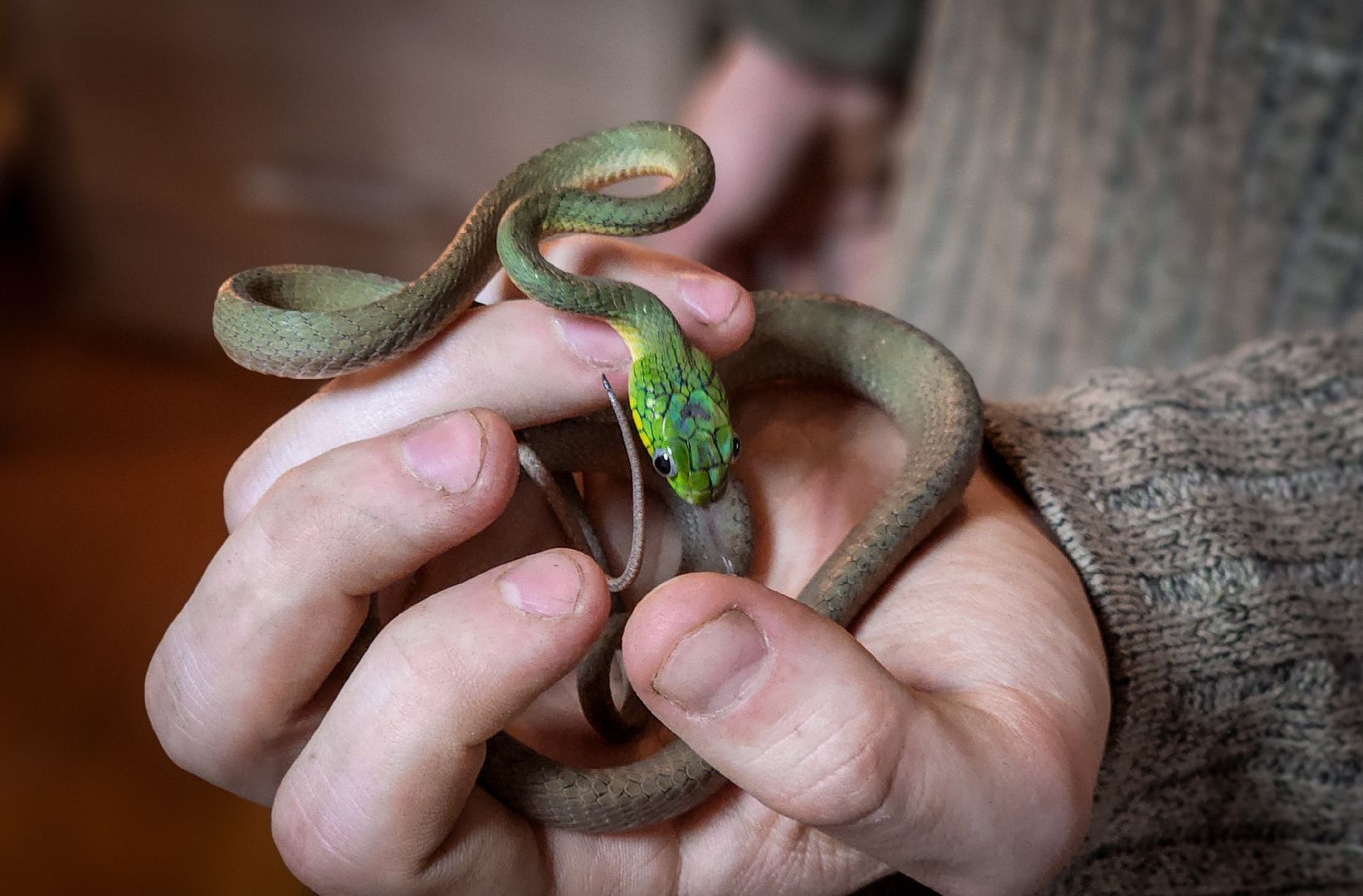 бронницы, экзотические животные в бронницах, экзотические животные в квартире, змеи в бронницах,
