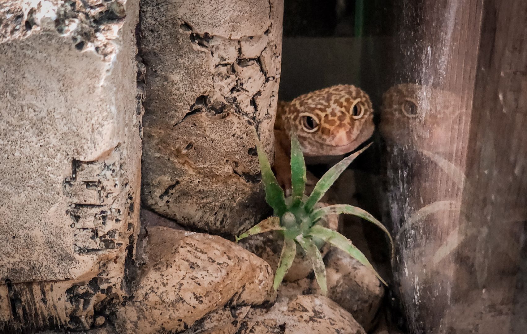 бронницы, экзотические животные в бронницах, экзотические животные в квартире, змеи в бронницах,