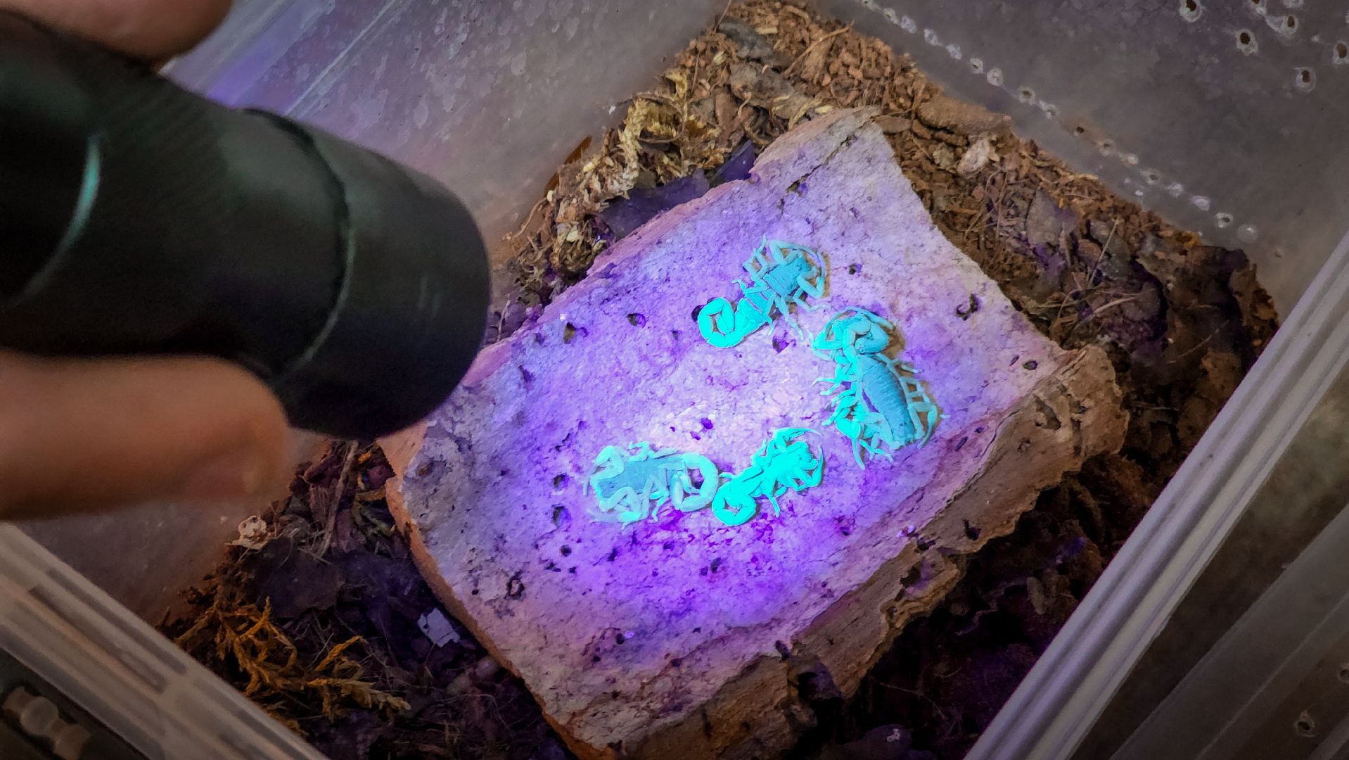 бронницы, экзотические животные в бронницах, экзотические животные в квартире, змеи в бронницах,