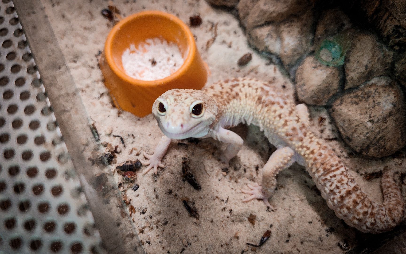 бронницы, экзотические животные в бронницах, экзотические животные в квартире, змеи в бронницах,