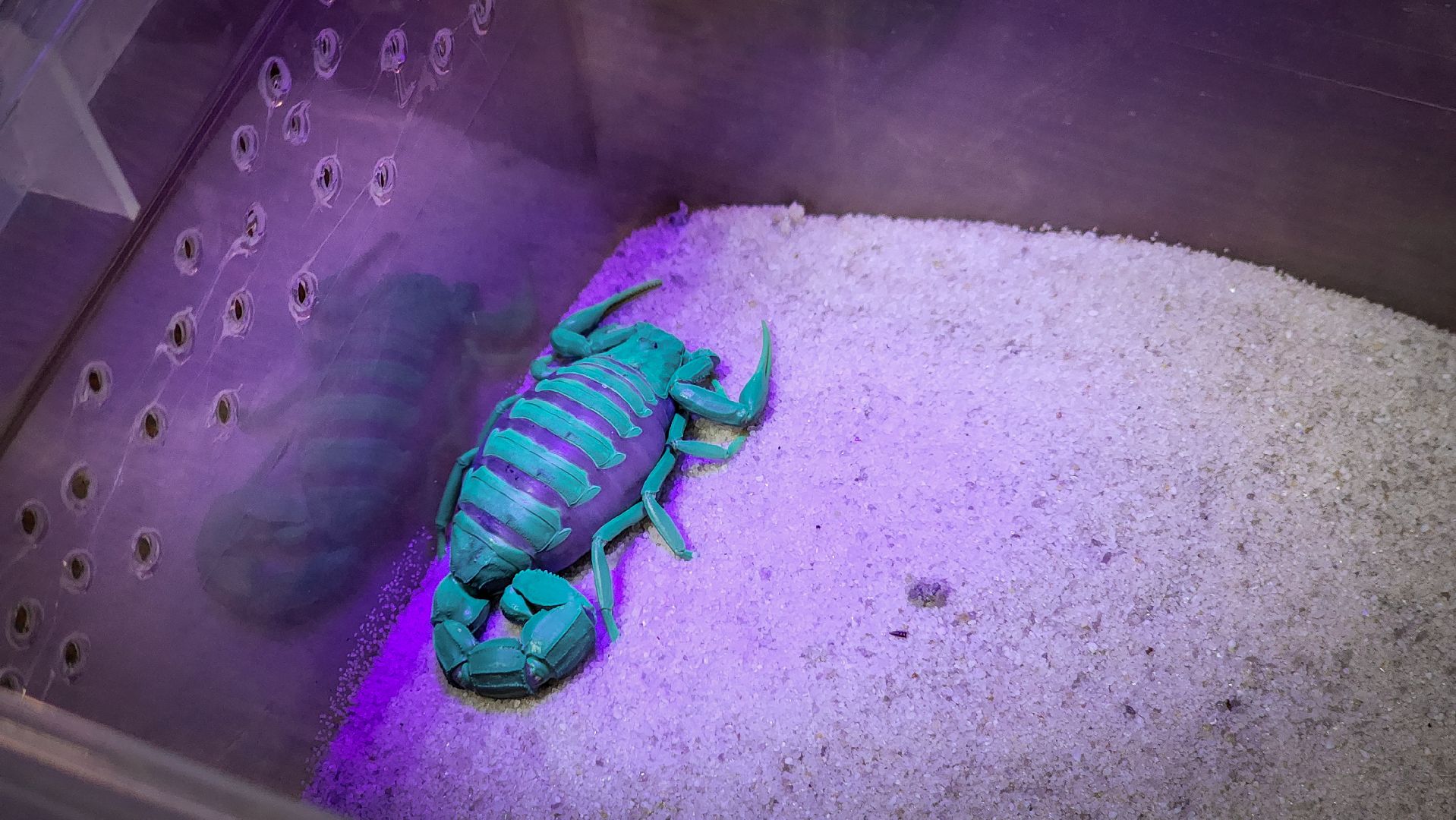 бронницы, экзотические животные в бронницах, экзотические животные в квартире, змеи в бронницах,