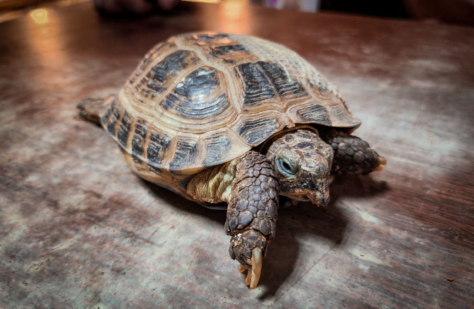 бронницы, экзотические животные в бронницах, экзотические животные в квартире, змеи в бронницах,