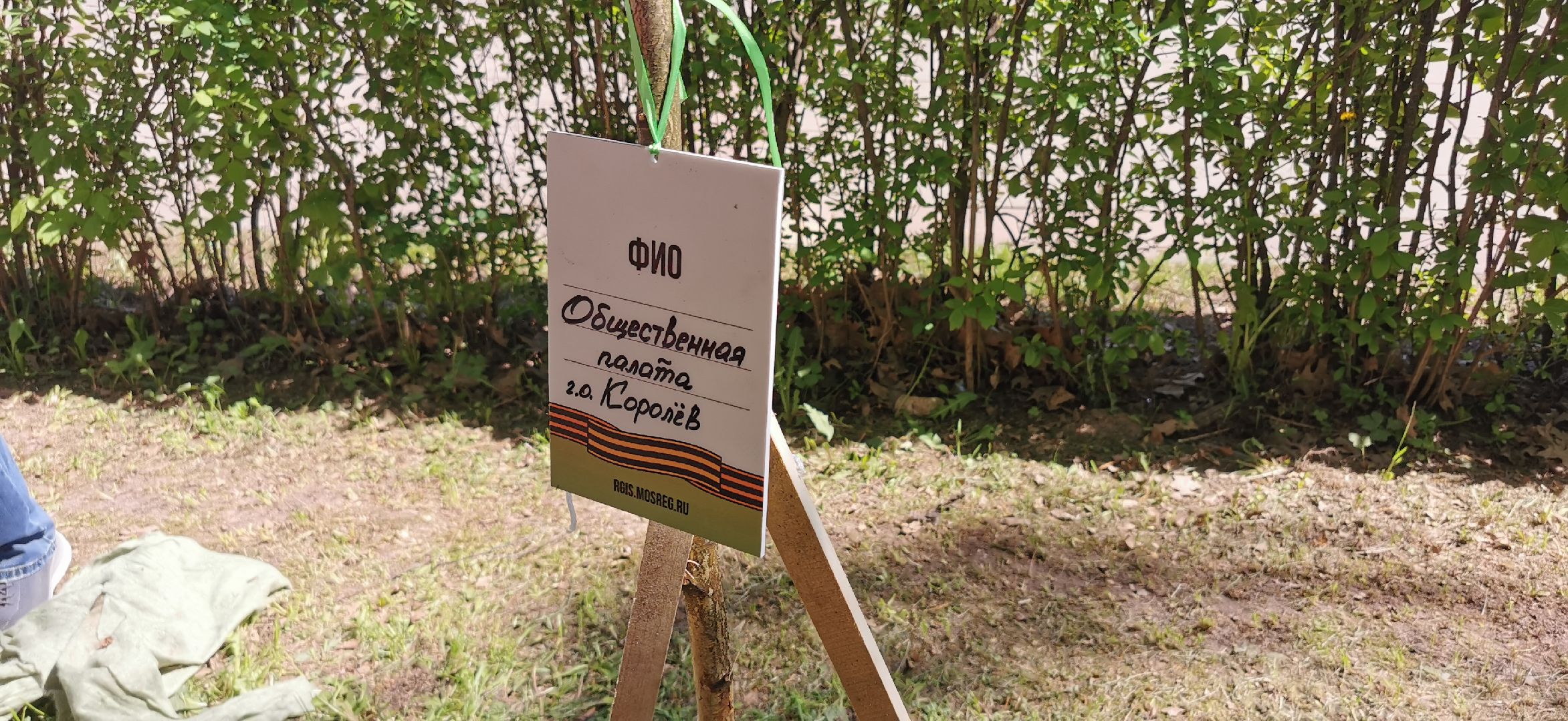 лес победы, озеленение, экология,