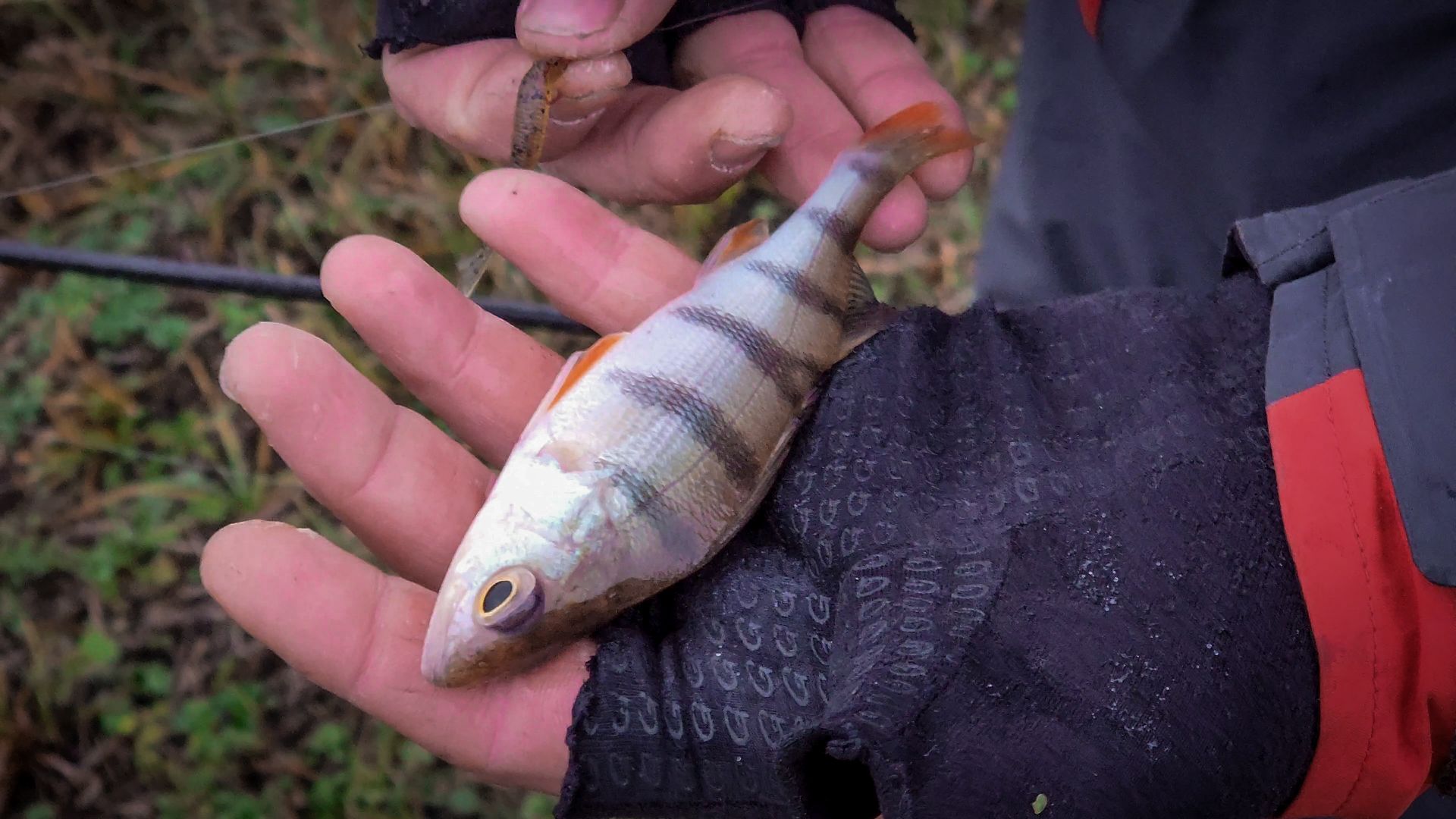 бронницы, рыболовный спорт в бронницах, турнир по ловле рыбы на спининг, парк бронницкий луг,