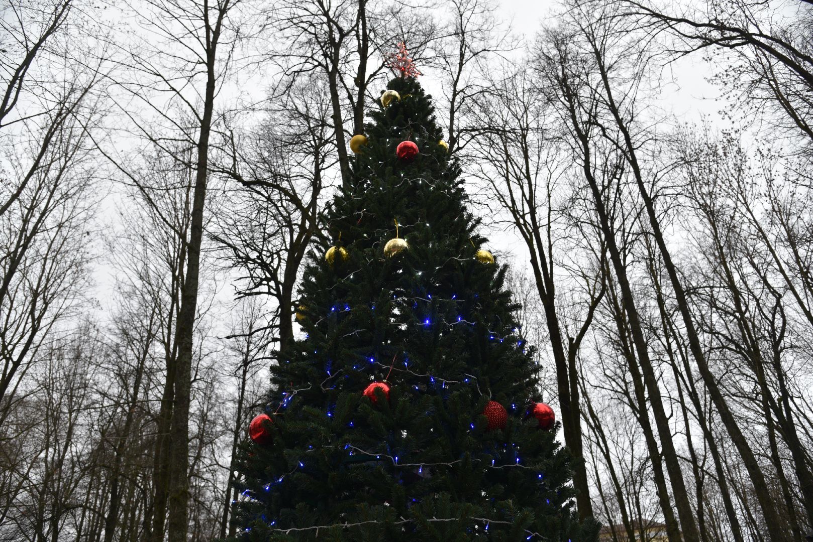 лотошино, лотошинский парк, новый год,