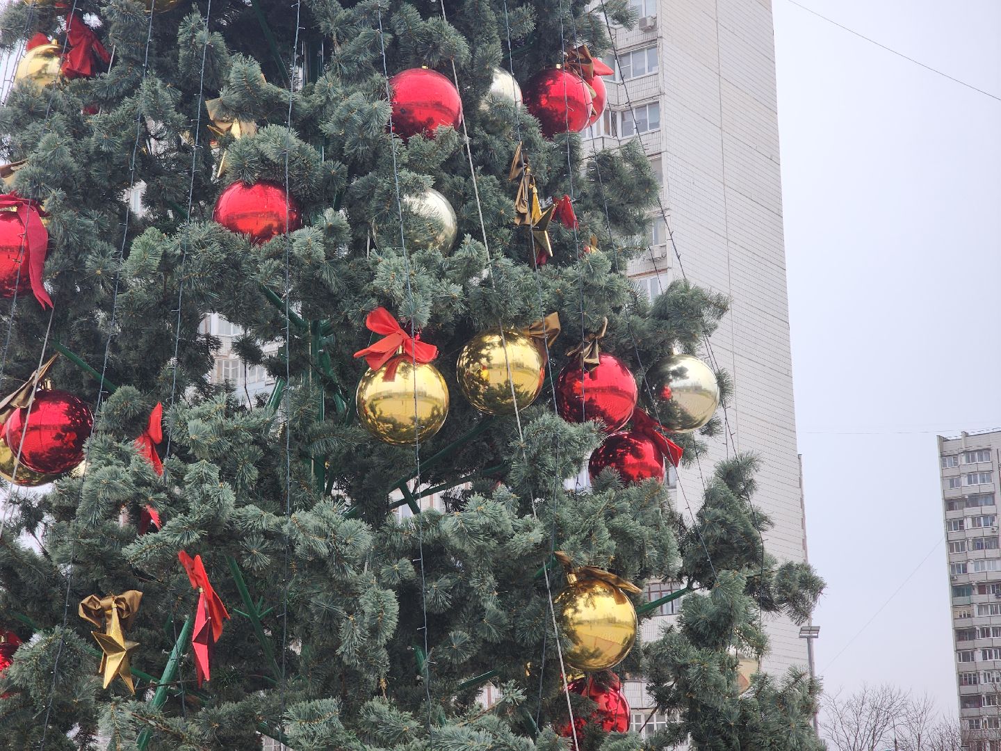 Черноголовка, Новый год, Новогодние елки,