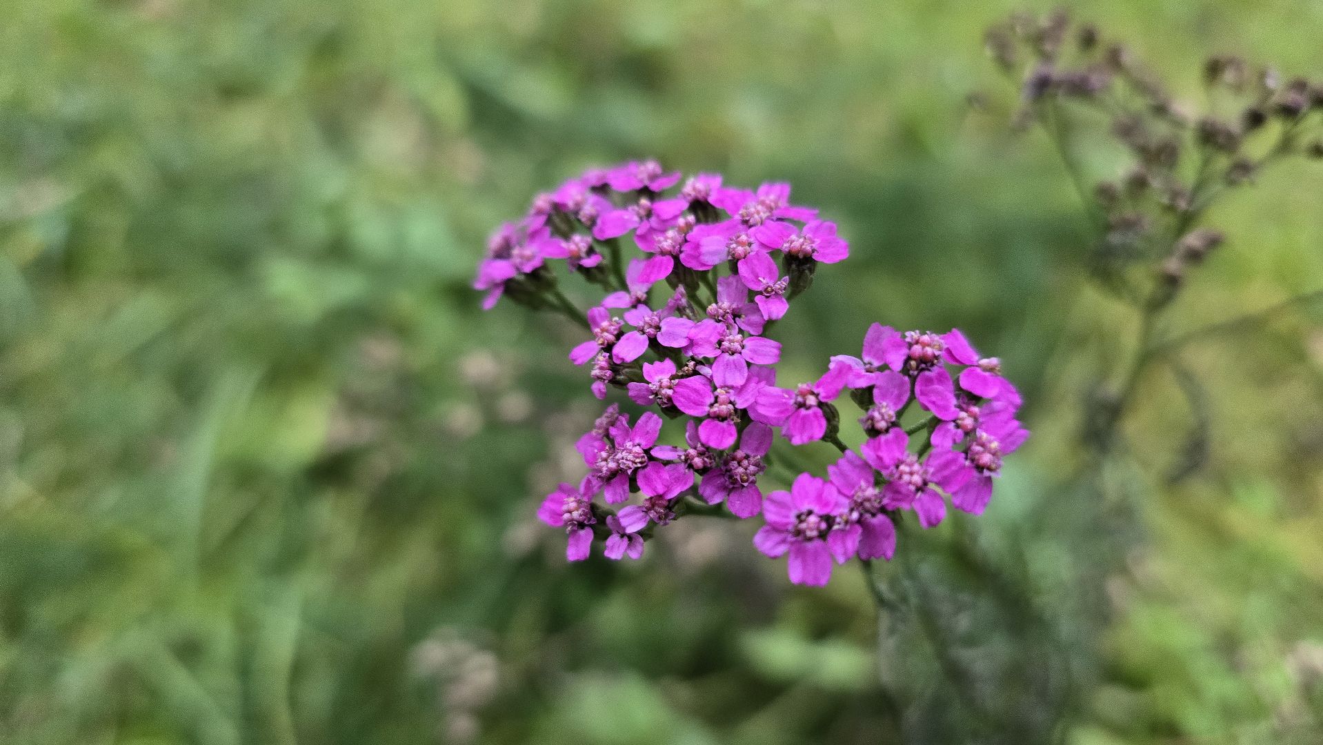 Коломна, старт зимнего сезона, зима в подмосковье, подготовка к новому году, новогодняя елка,