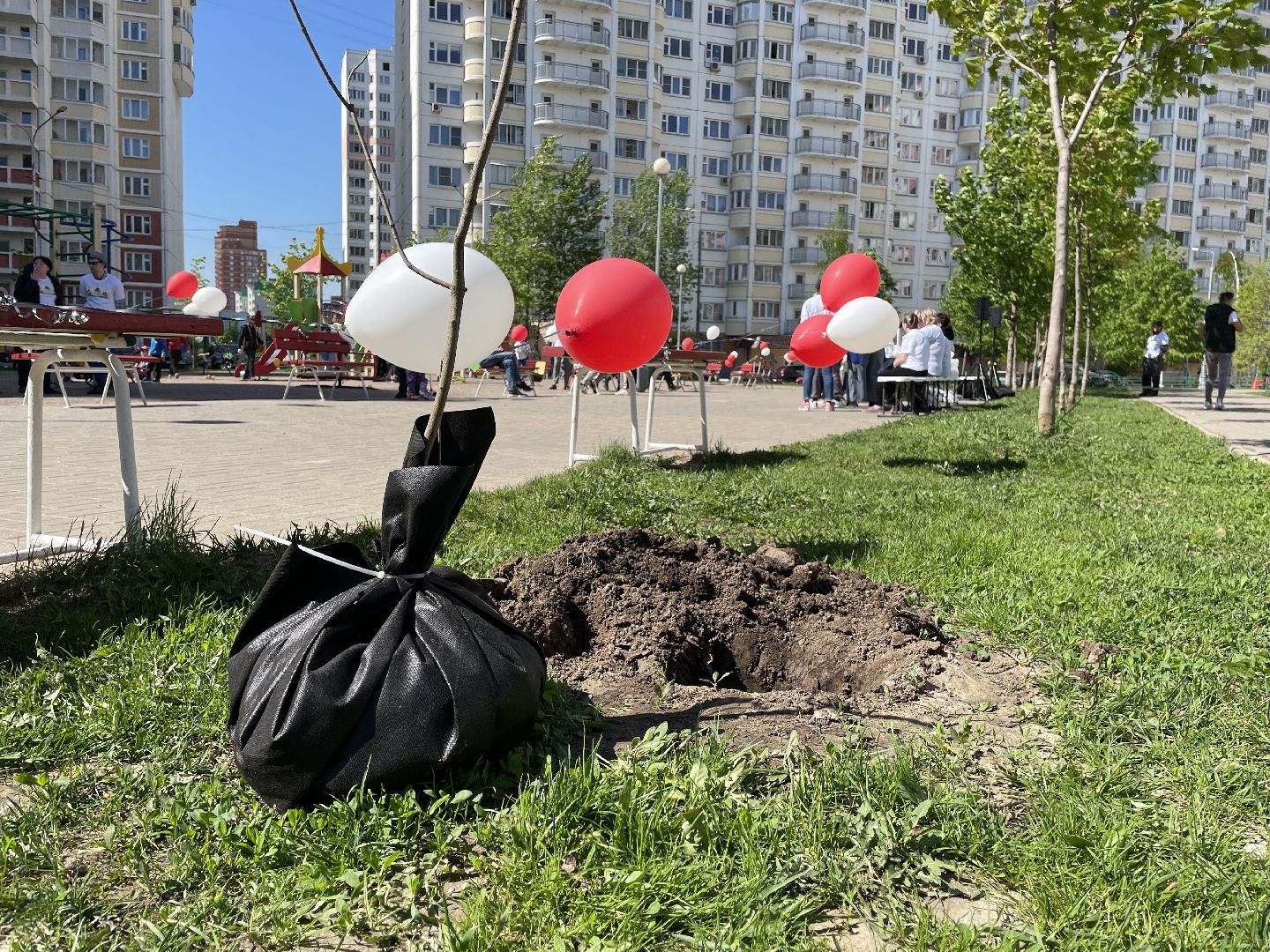 Акция, Лес Победы, деревья, высадка