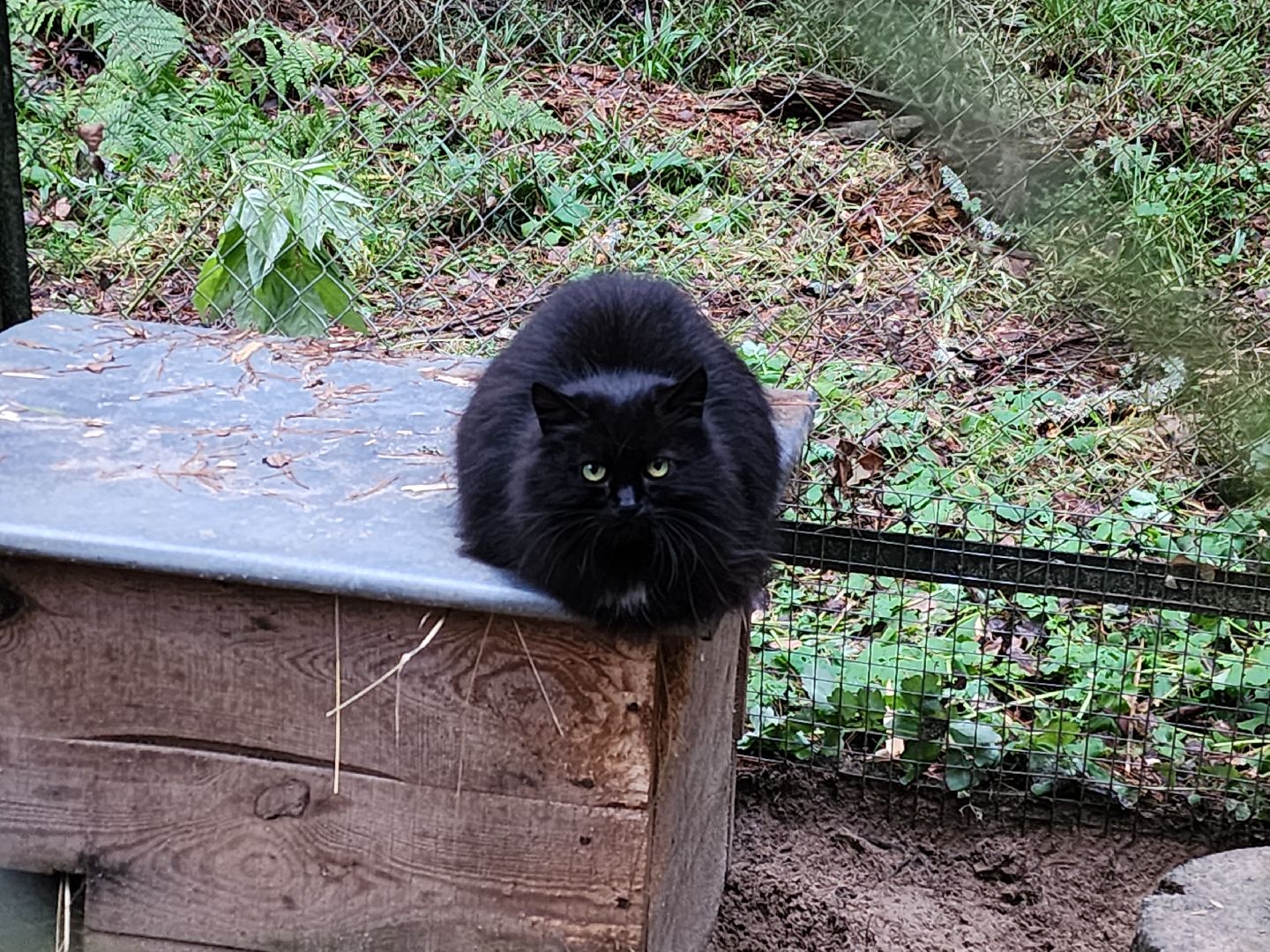 Черноголовка, Нии, Рыси, Дикие кошки,