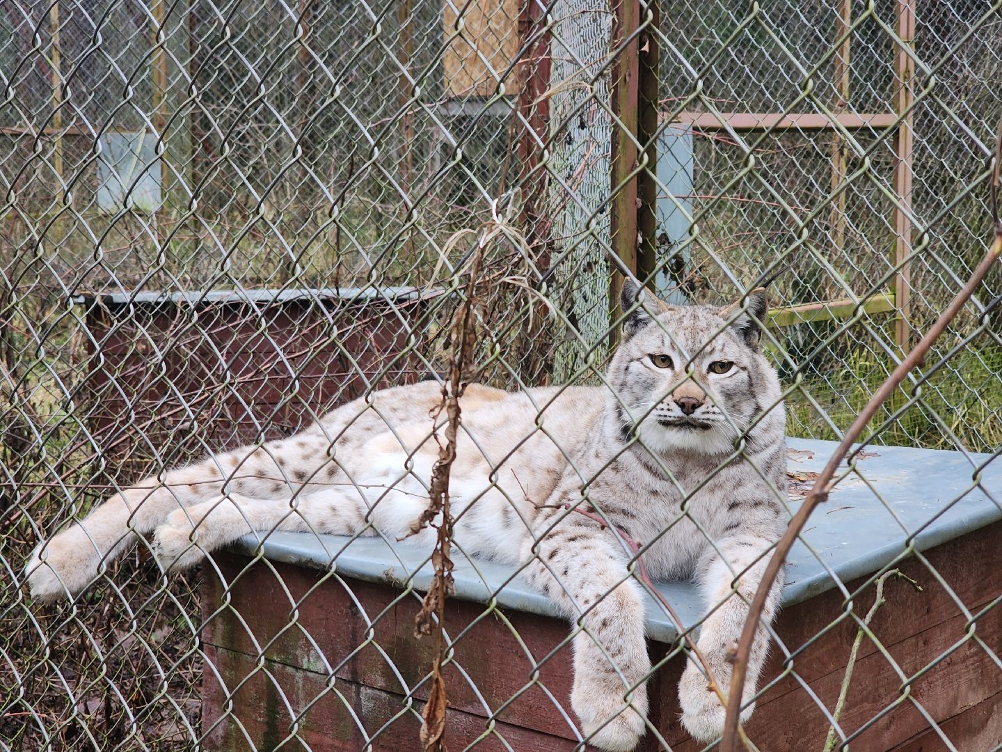 Черноголовка, Нии, Рыси, Дикие кошки,