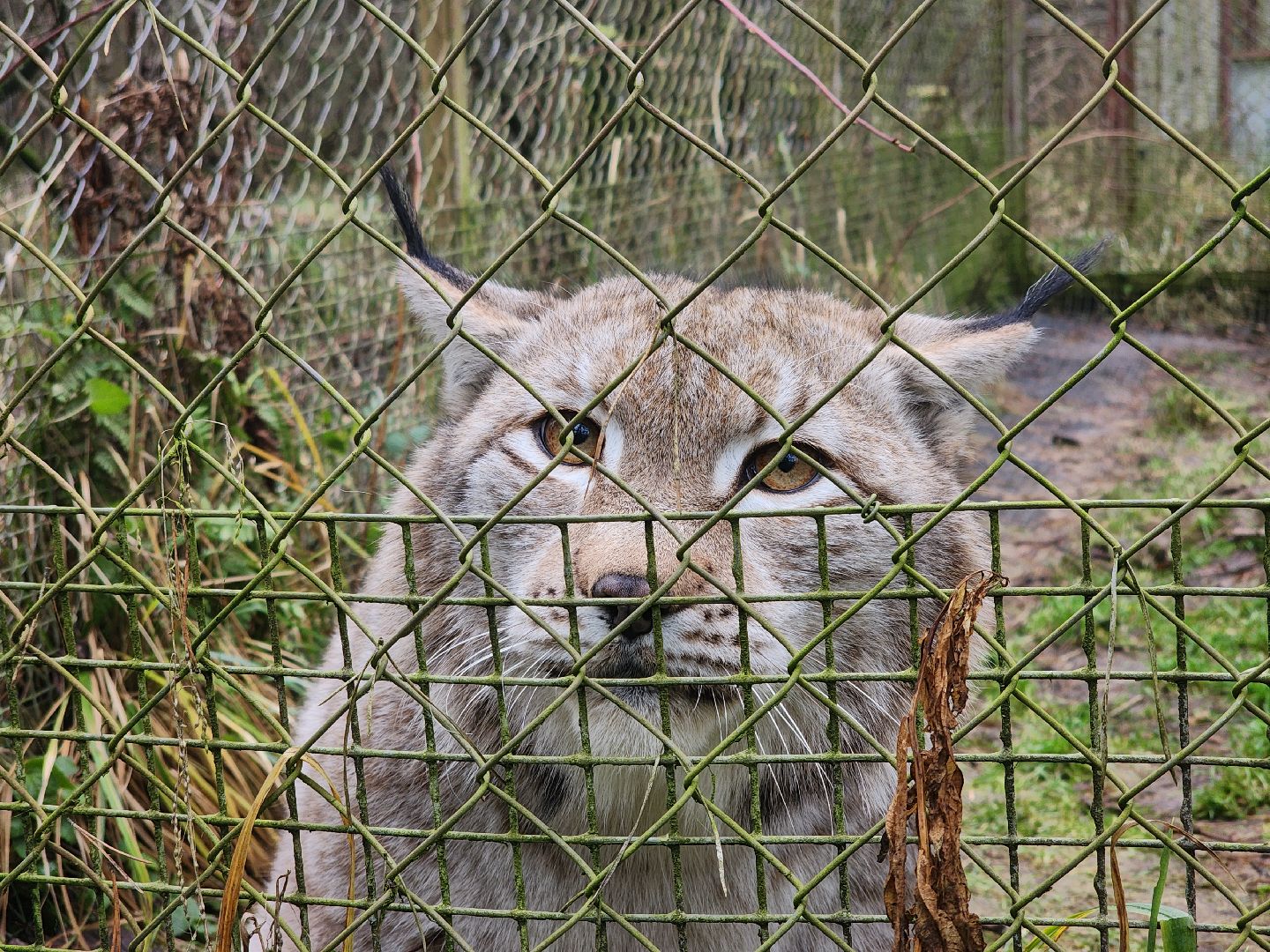 Черноголовка, Нии, Рыси, Дикие кошки,