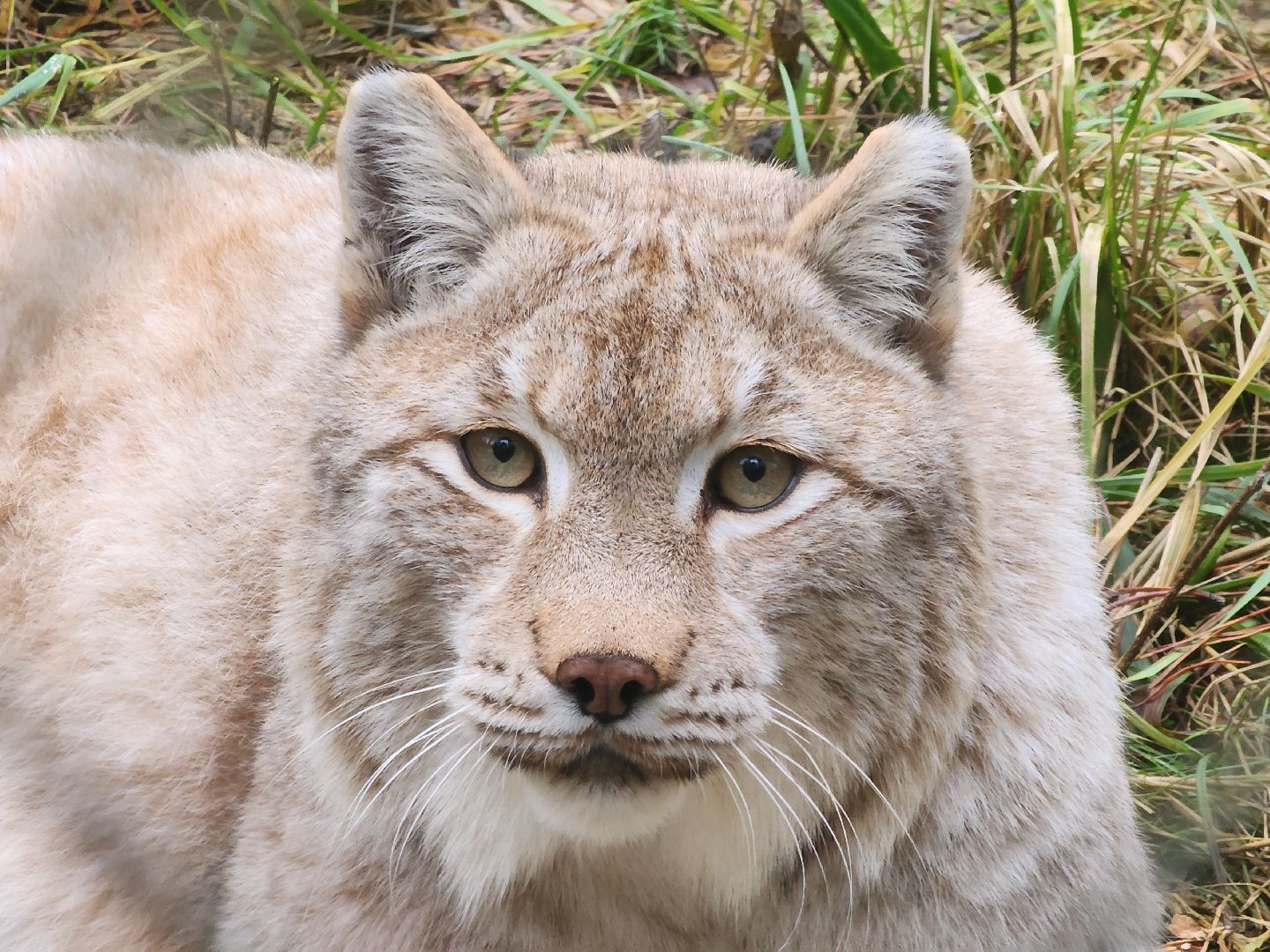 Черноголовка, Нии, Рыси, Дикие кошки,