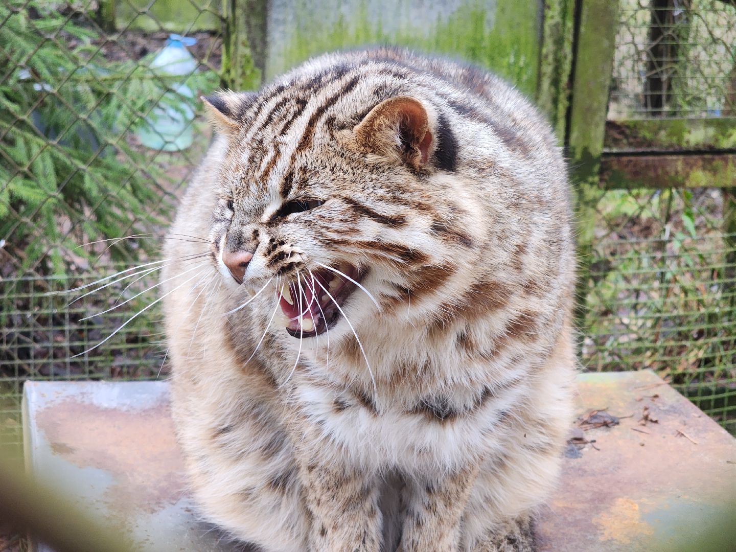 Черноголовка, Нии, Рыси, Дикие кошки,