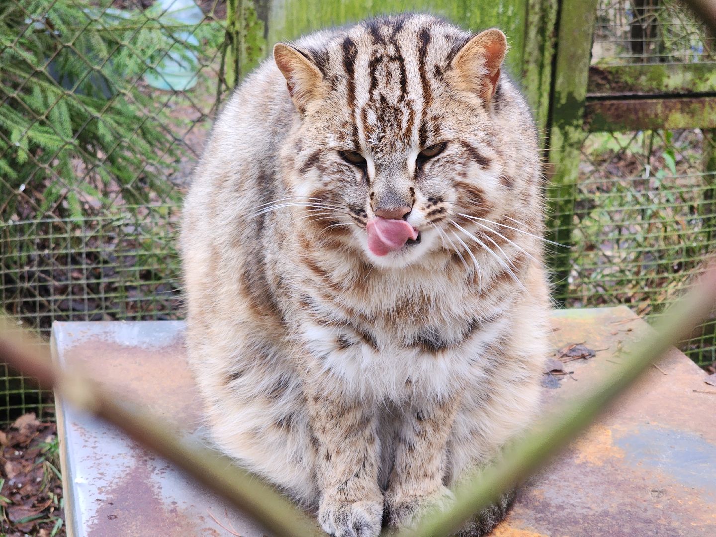 Черноголовка, Нии, Рыси, Дикие кошки,