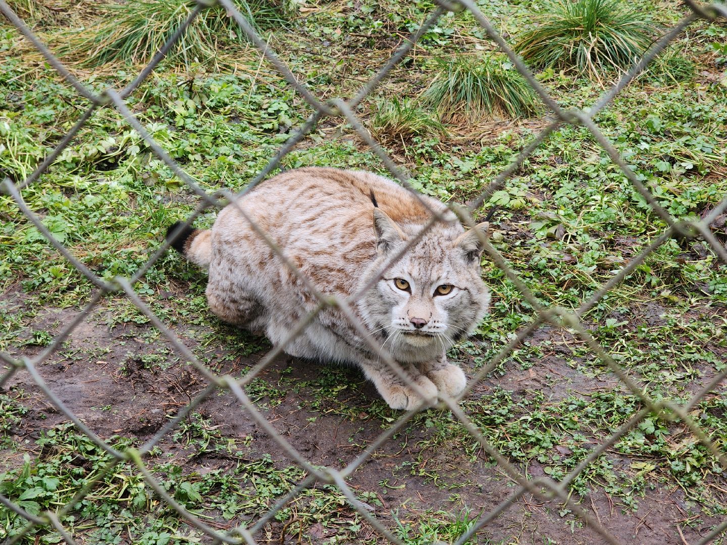 Черноголовка, Нии, Рыси, Дикие кошки,