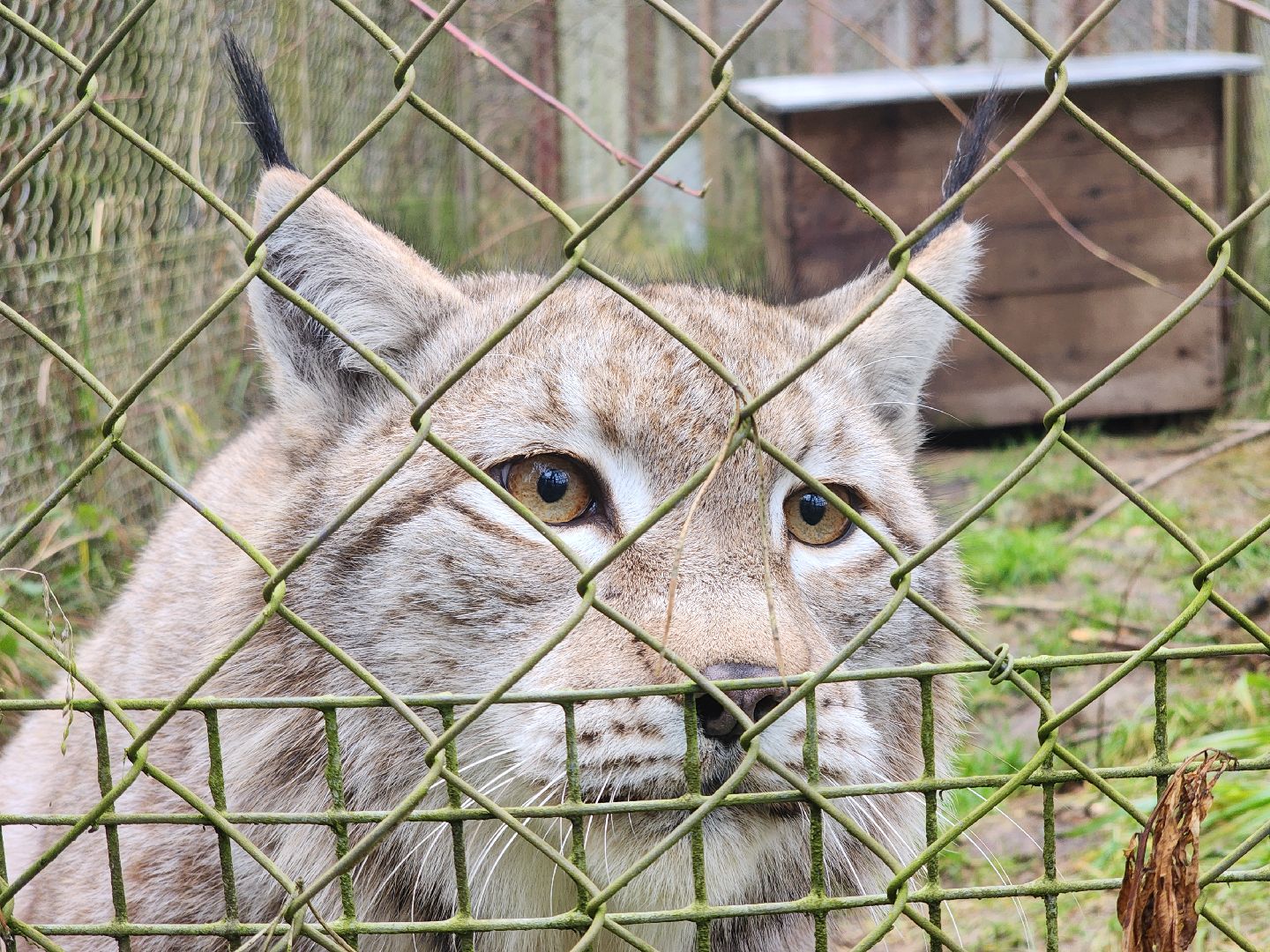 Черноголовка, Нии, Рыси, Дикие кошки,