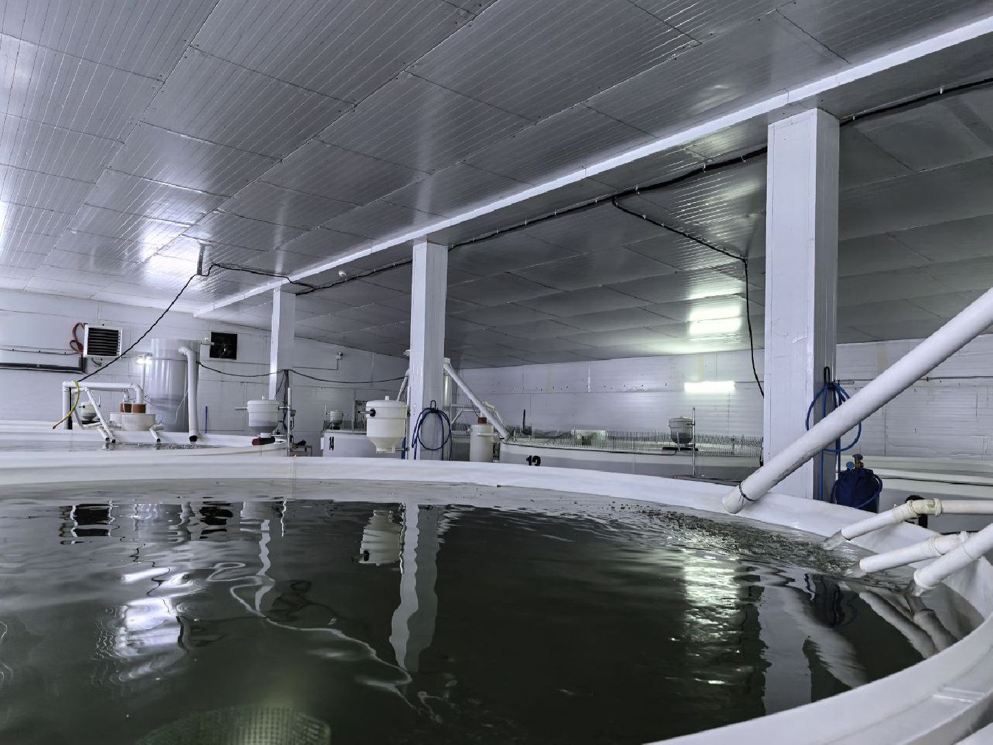 серебряные пруды, промышленный туризм, агротуризм, голд фиш, осетровая ферма, ассоциация ветеранов сво серебряные пруды,